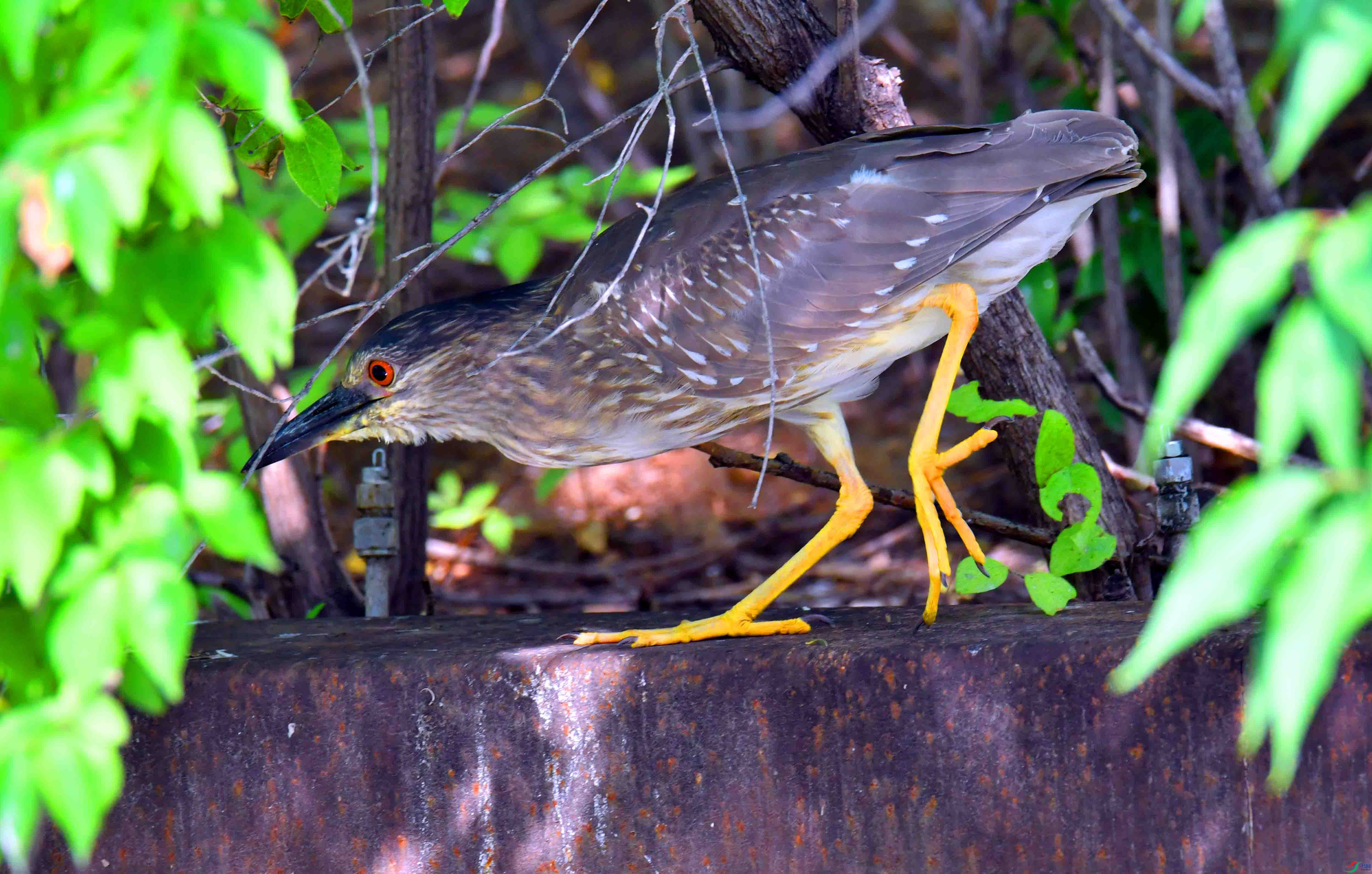 DSC_9094.JPG