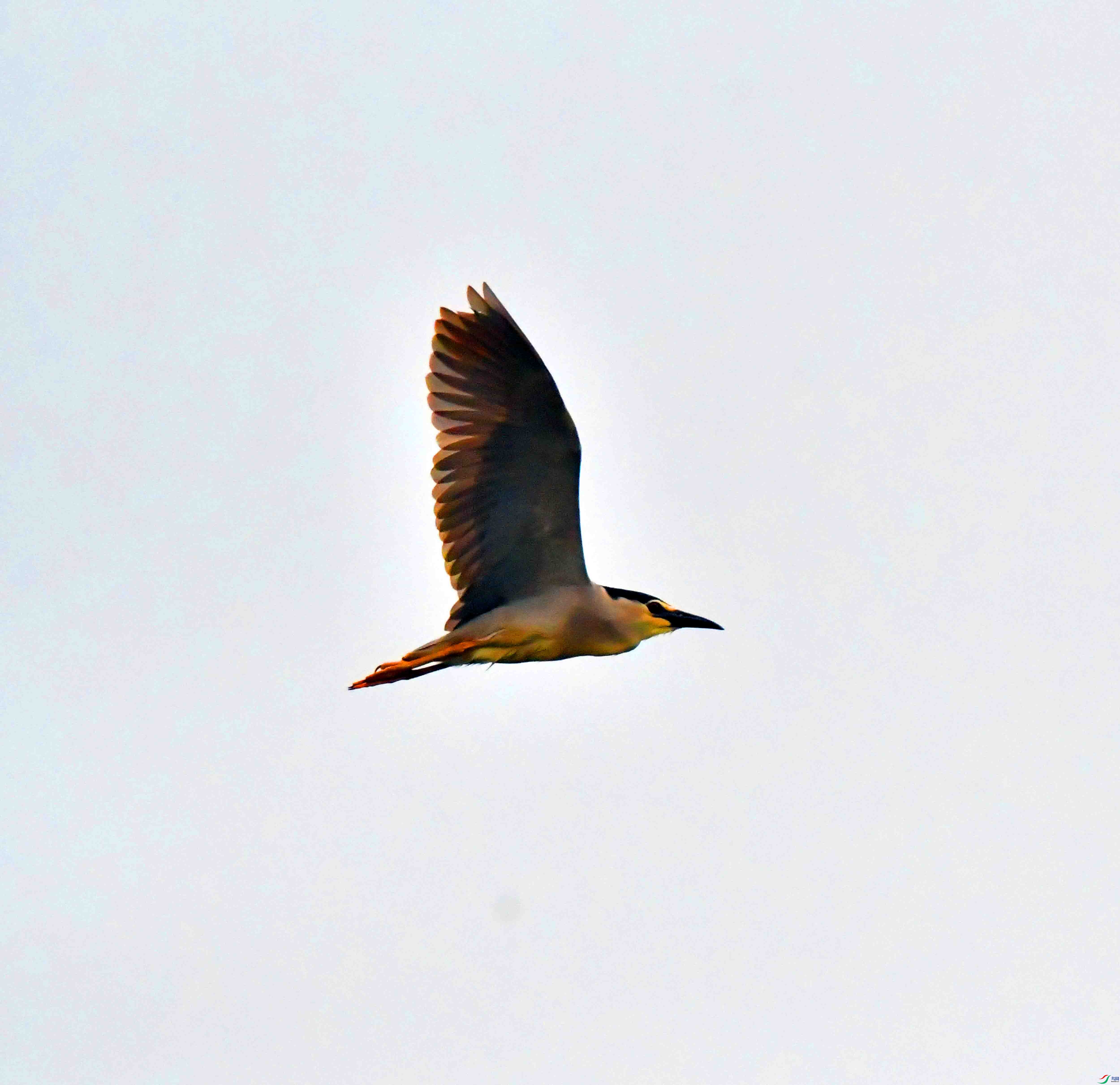 DSC_9375.JPG
