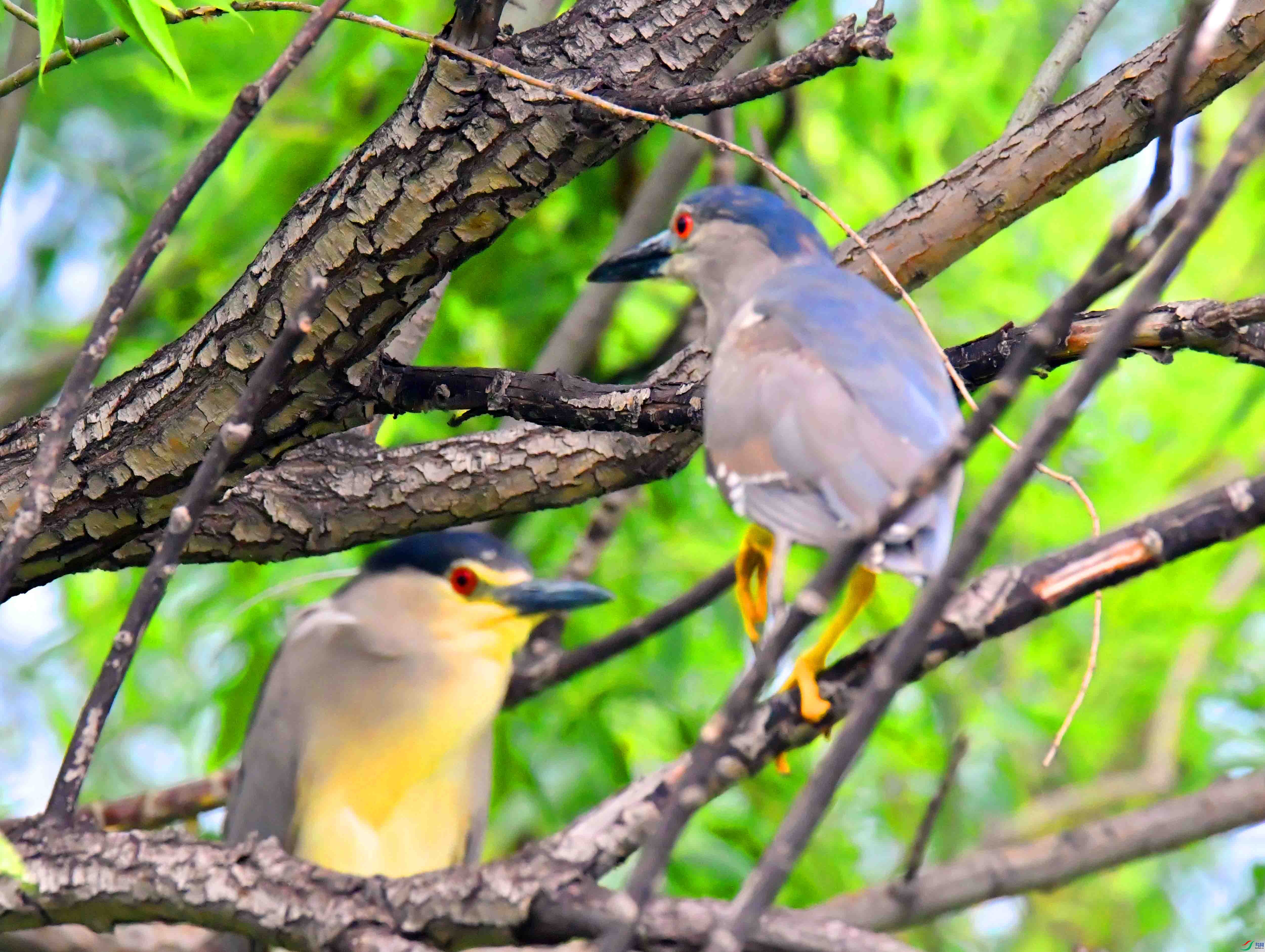 DSC_9626.JPG