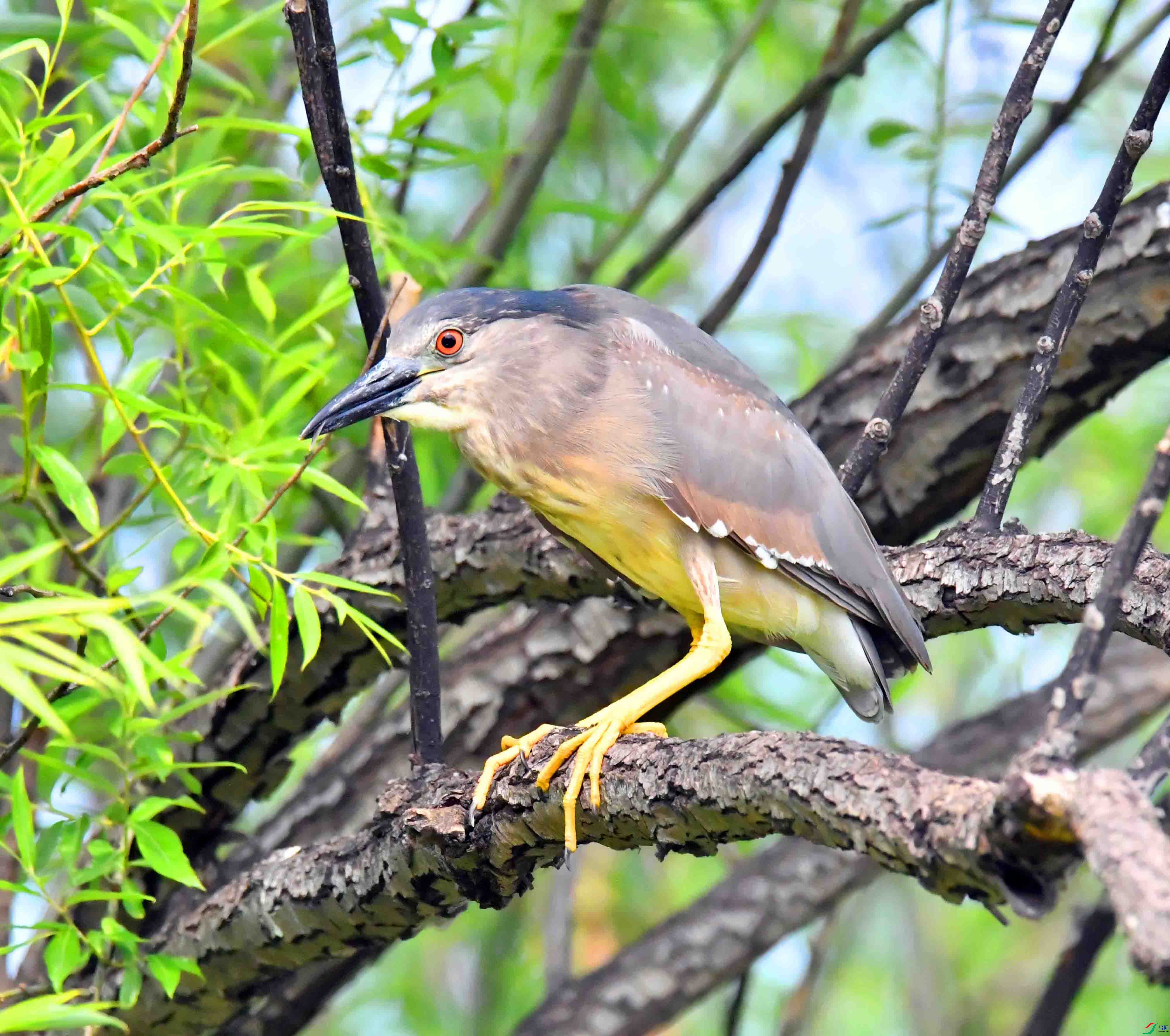 DSC_9644.JPG