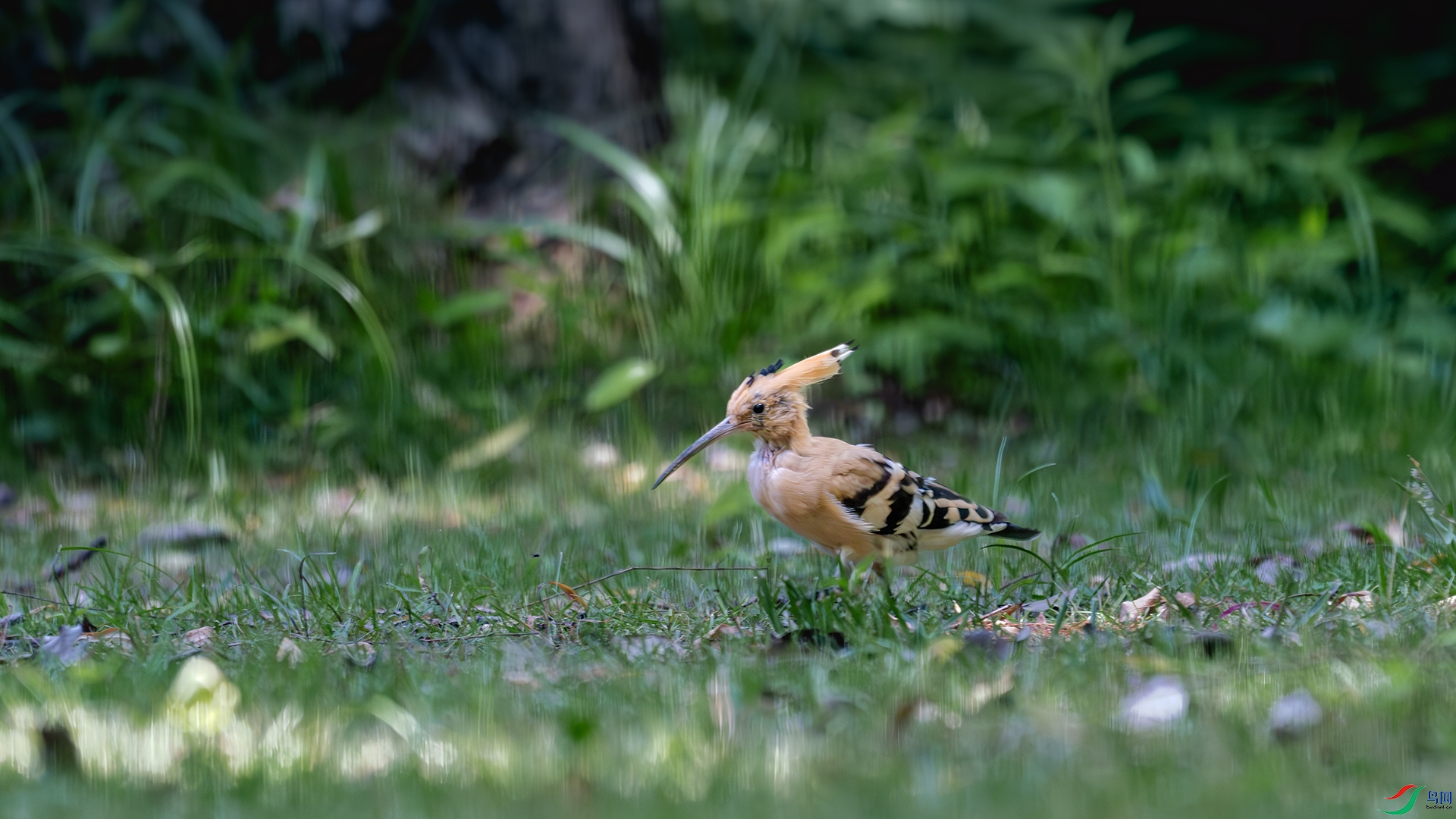 DSC_8484-����ǿ-NR ����.jpg