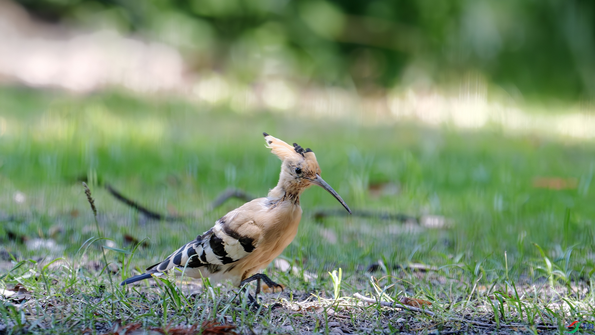 DSC_8558-����ǿ-NR ����.jpg