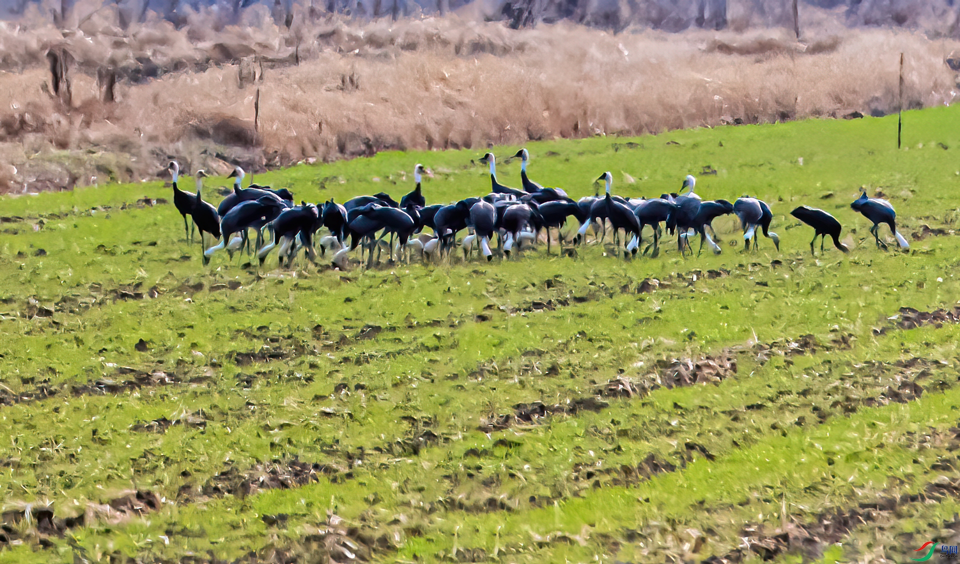 DSC_6641-11.jpg