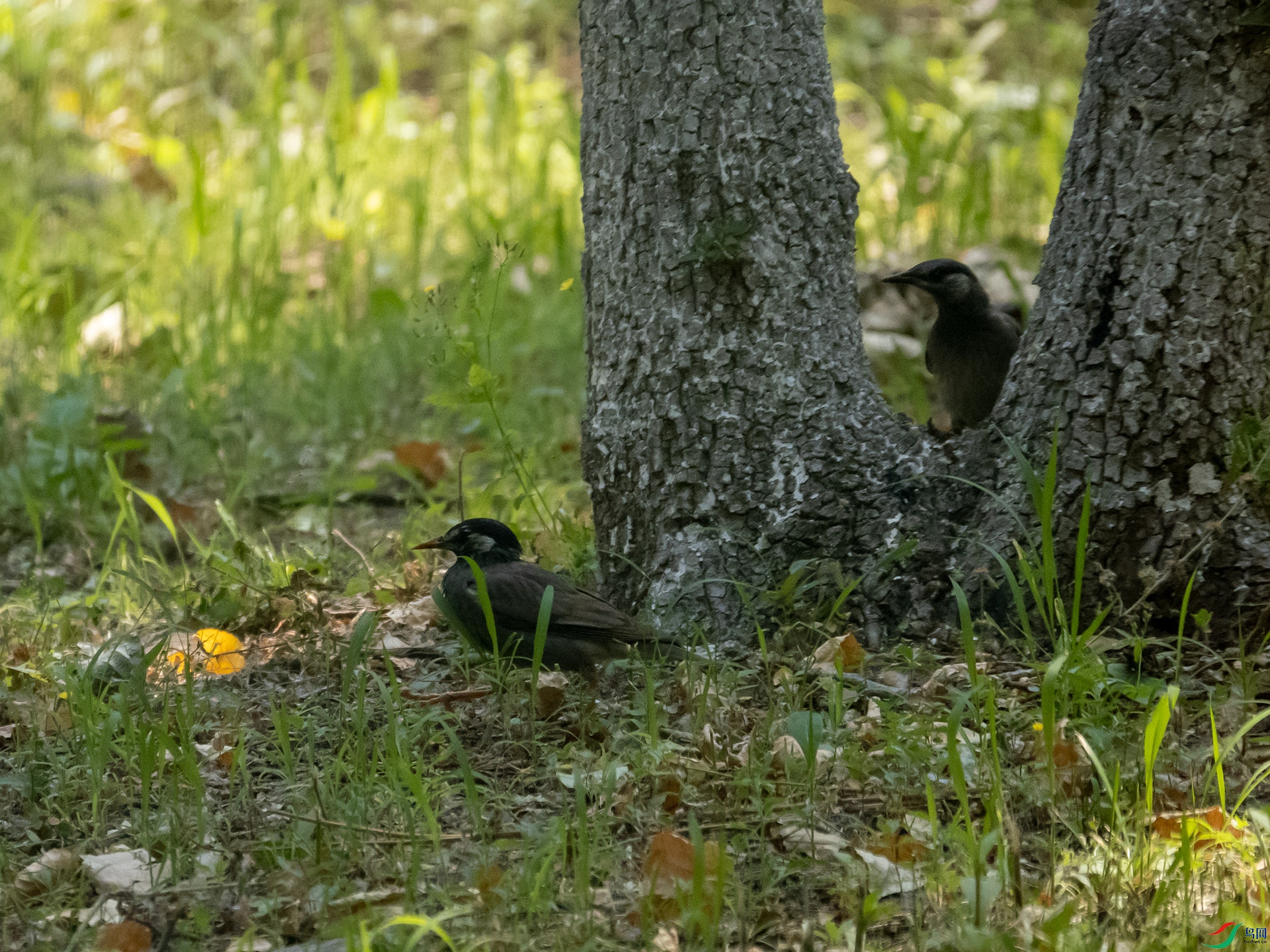 P6132643.jpg