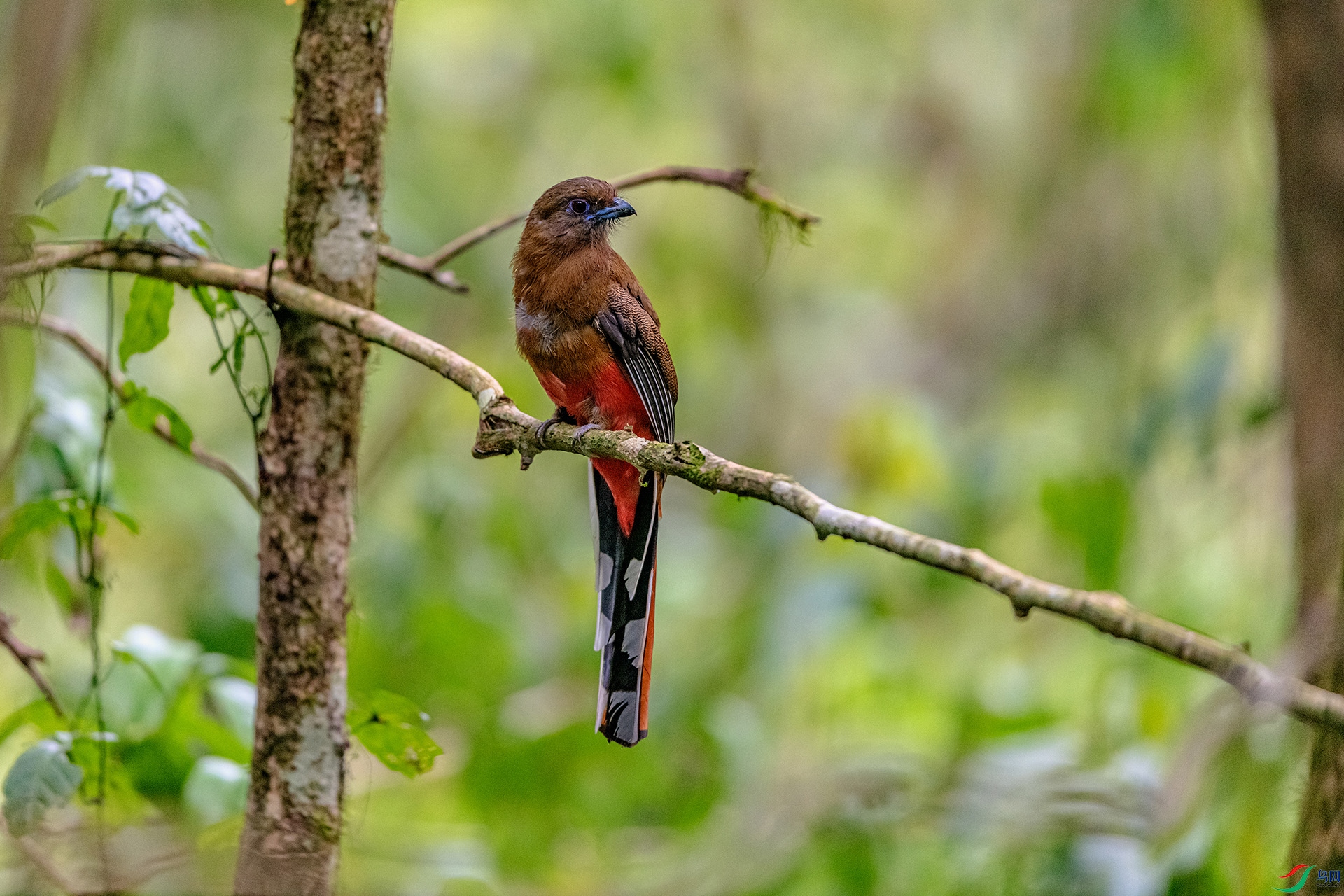 _AUU4282 ��ͷҧ��(26.4.27).jpg