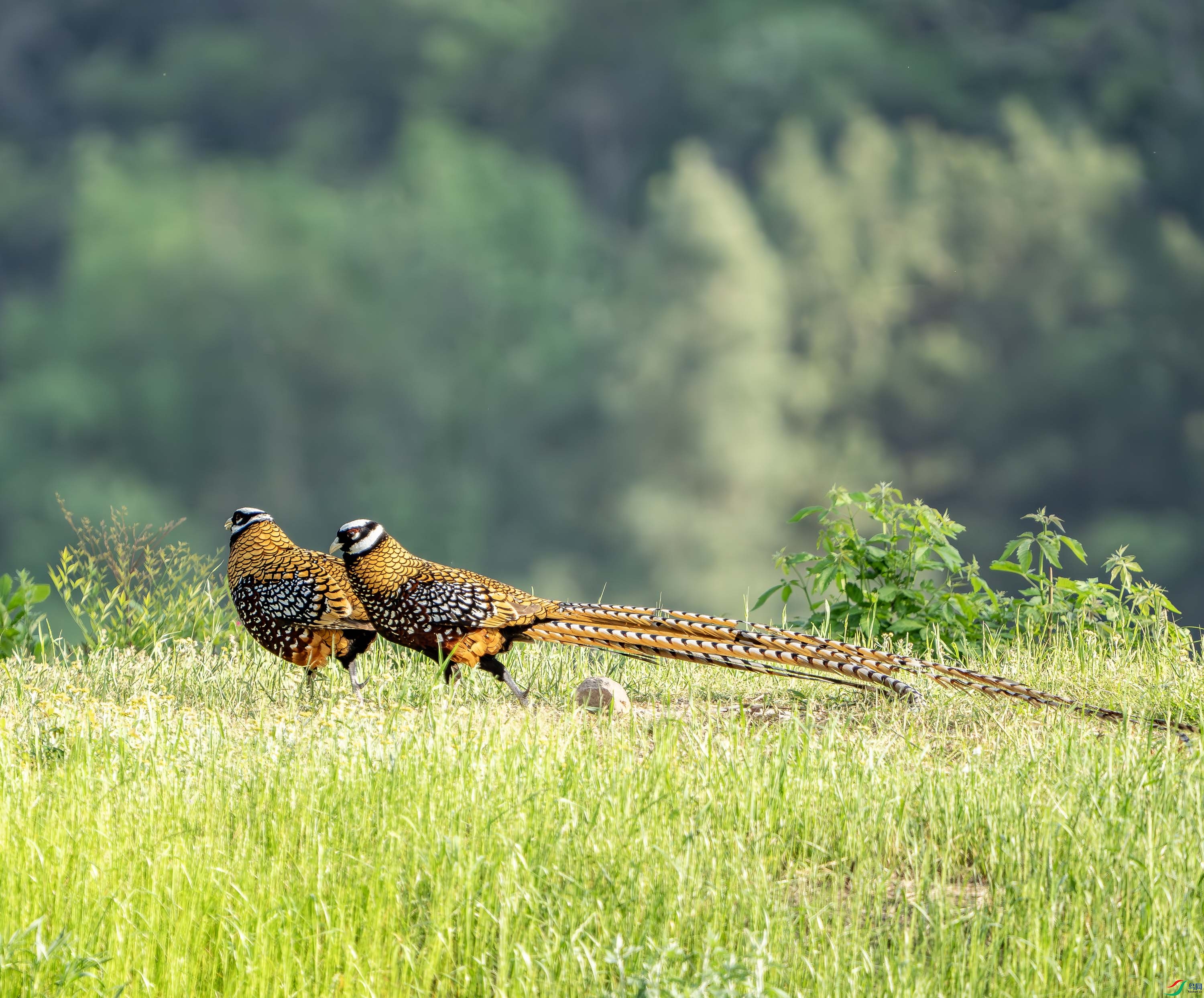 �׹ڳ�β��-28.jpg
