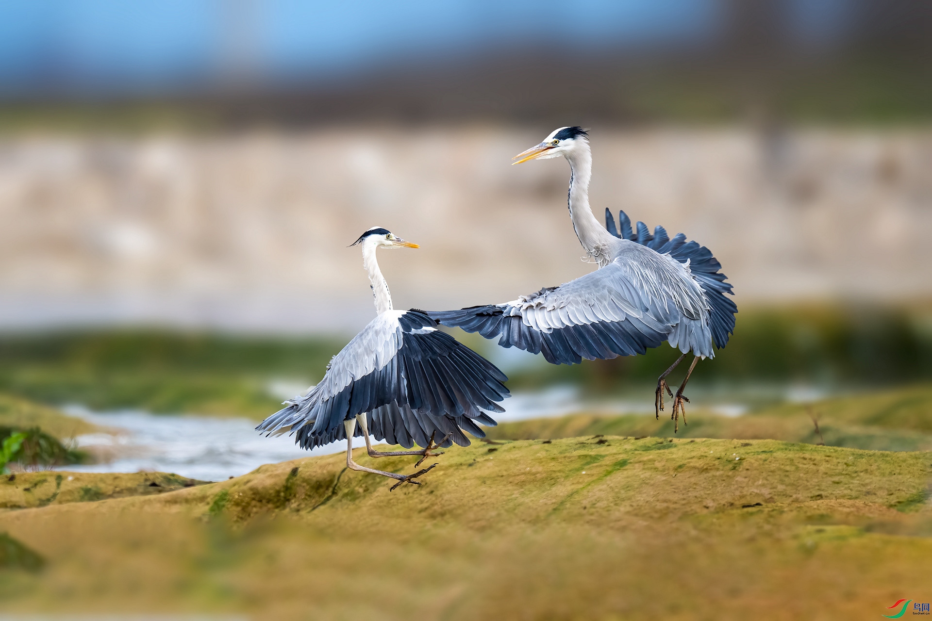 DSC_9895_����.jpg