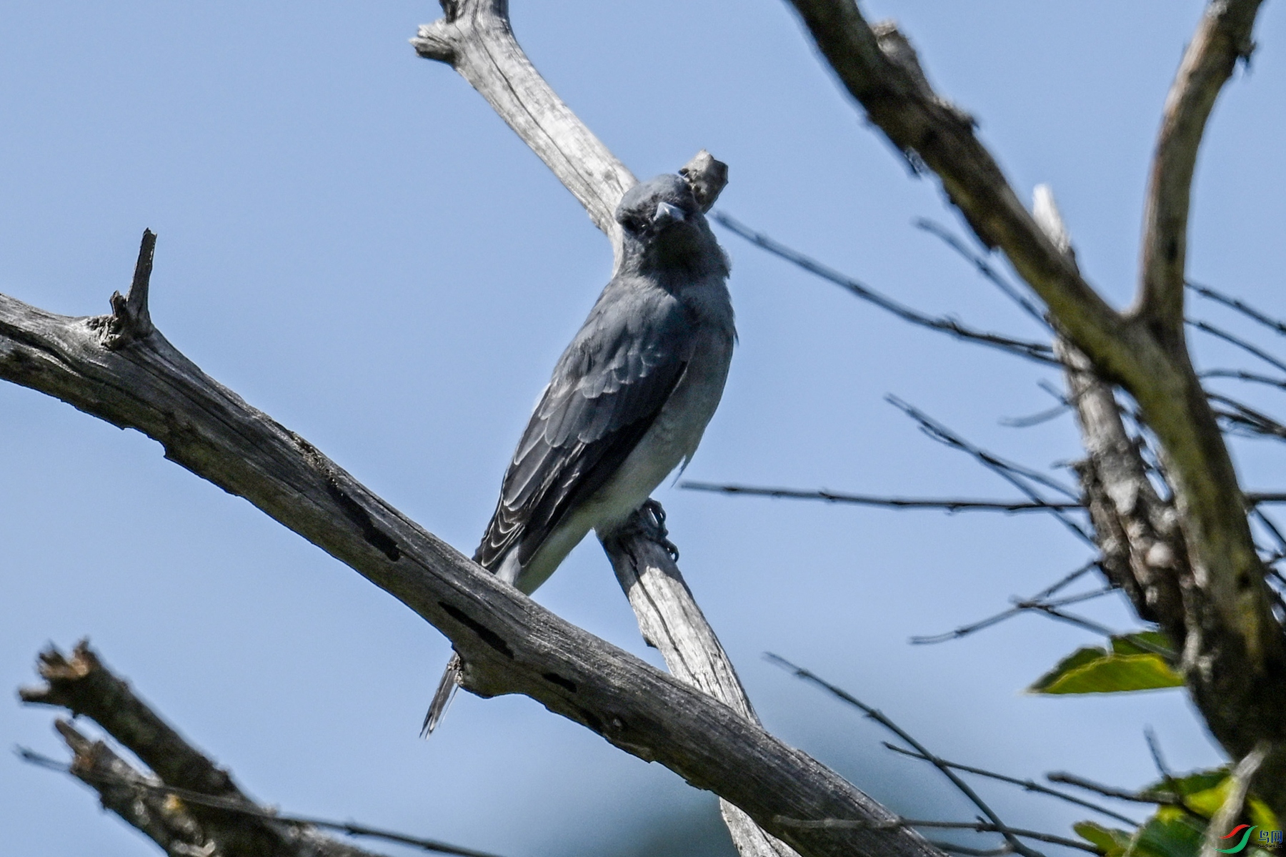 DSC_4541.JPG