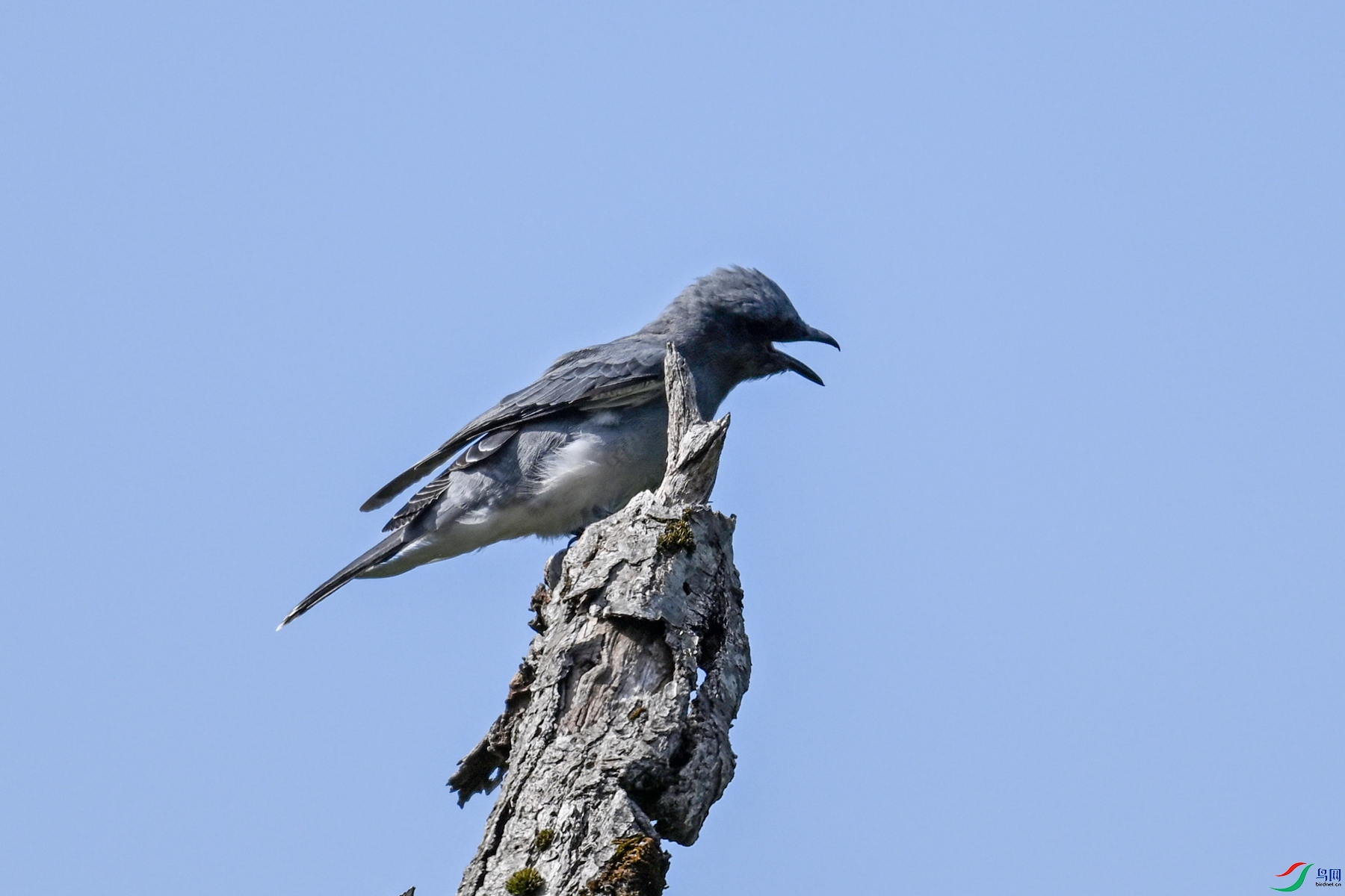 DSC_4553.JPG