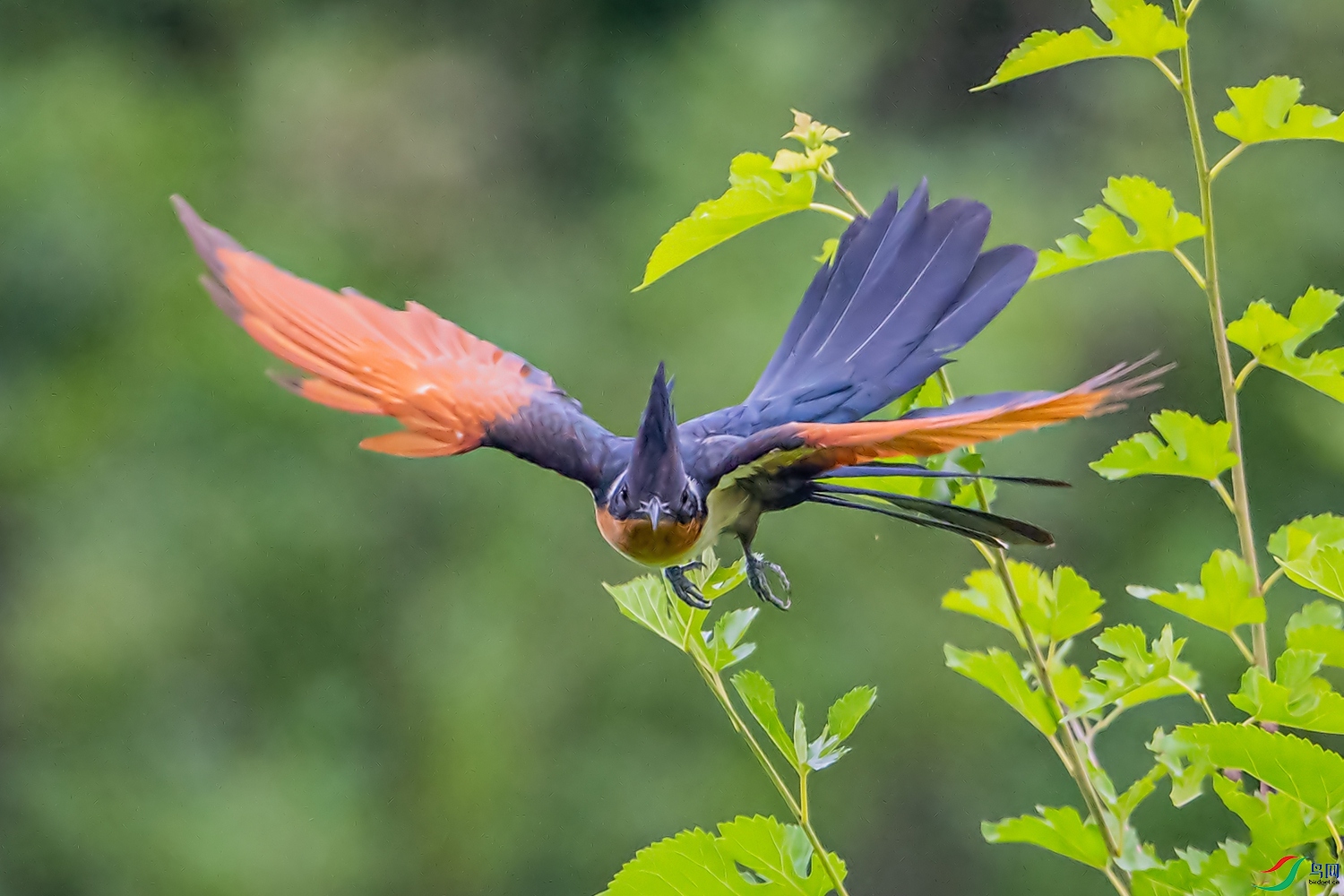DSC_2296 .jpg
