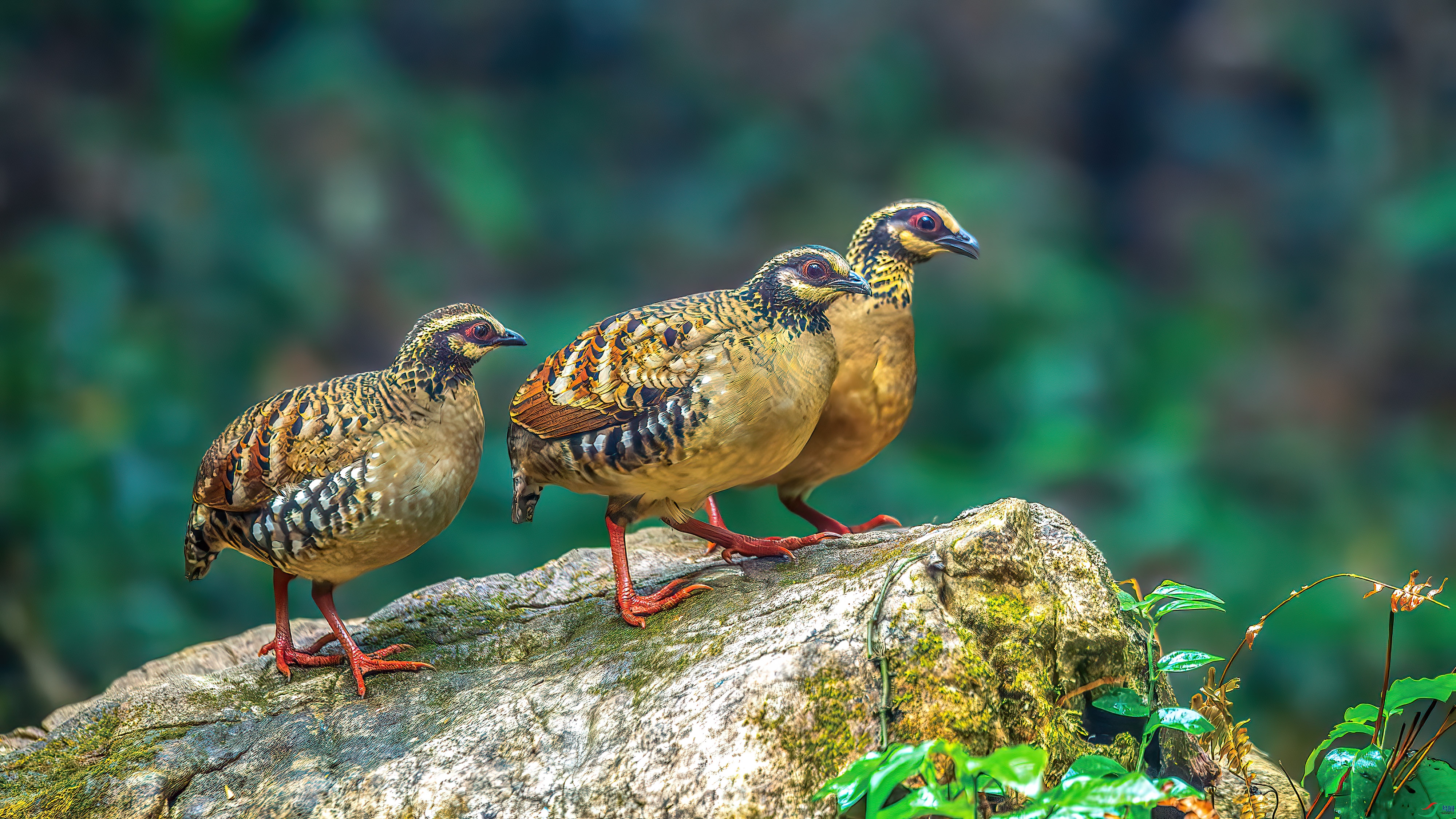 DSC_3578-����ǿ-NR.jpg