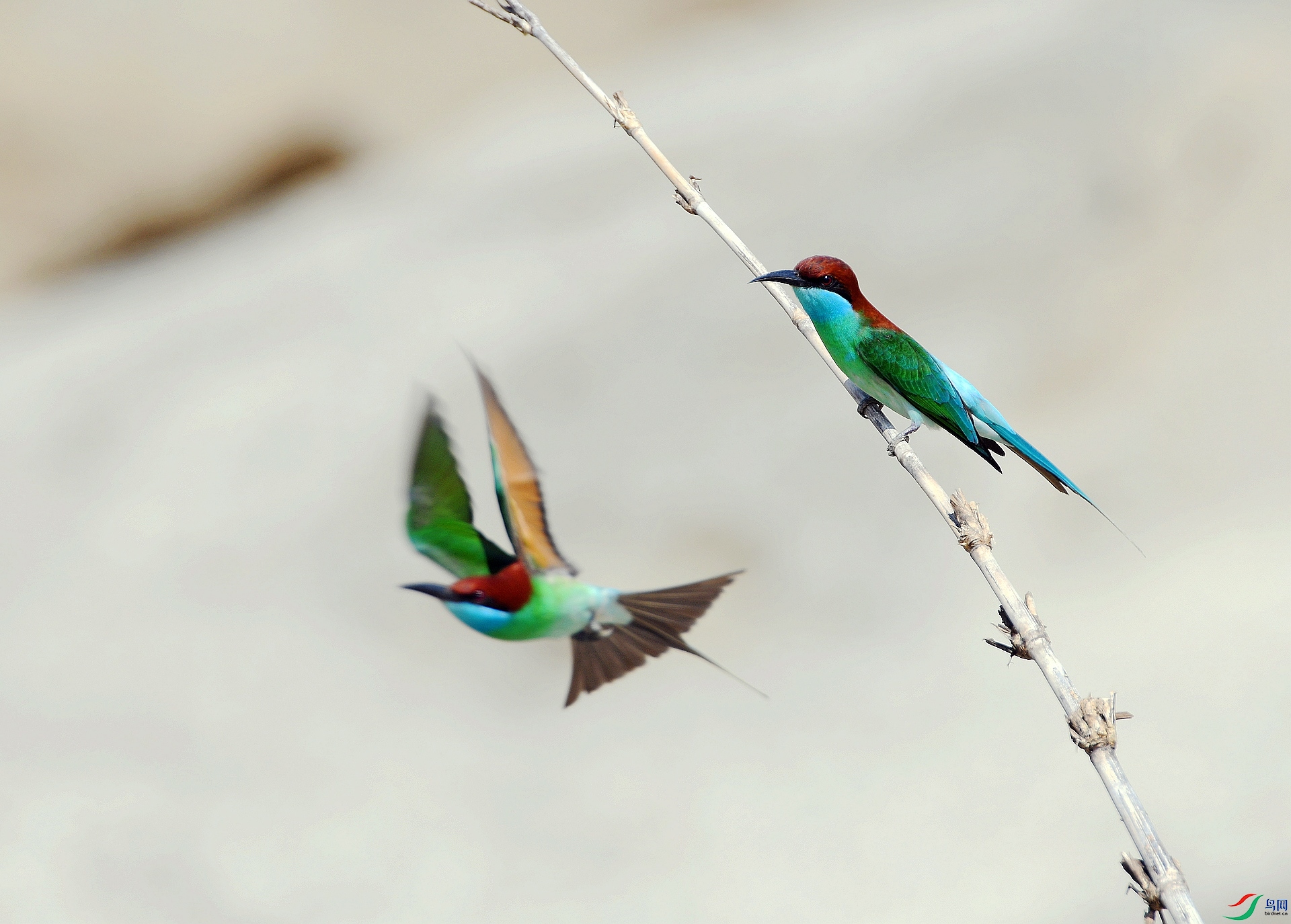 DSC_2178.jpg