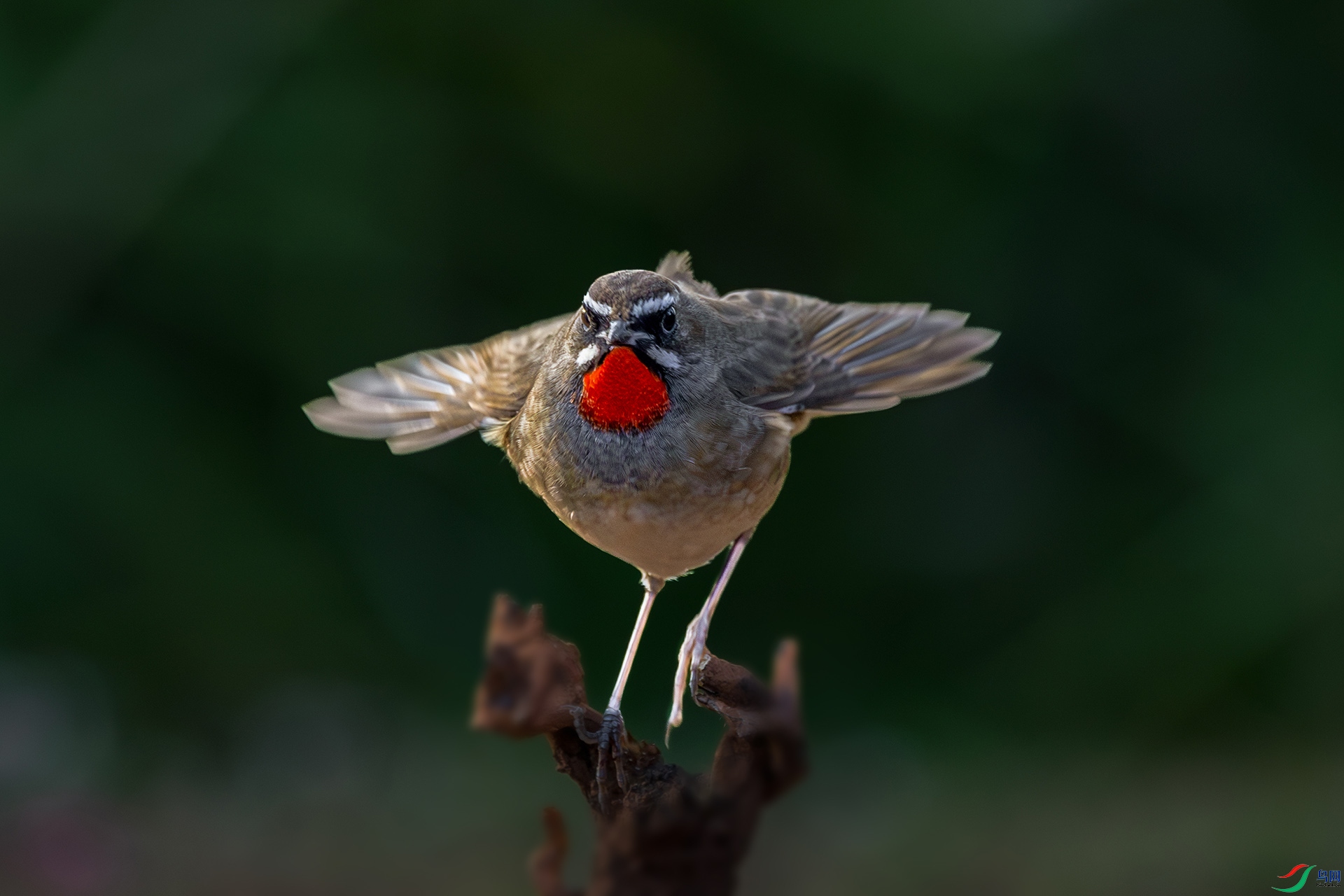 _A3A4259-1ab.jpg