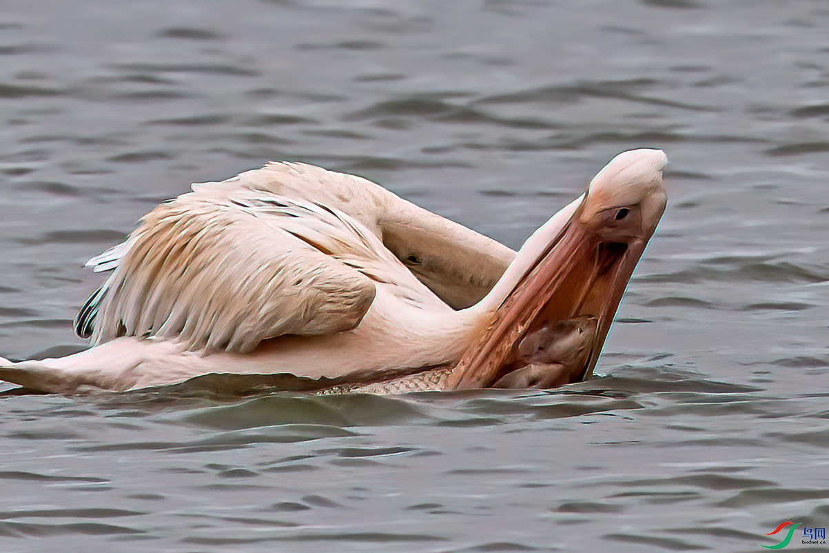 DSC_9622-12.jpg