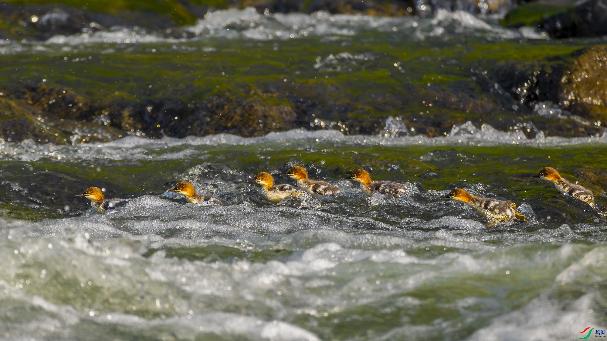 _DSC1003.jpg
