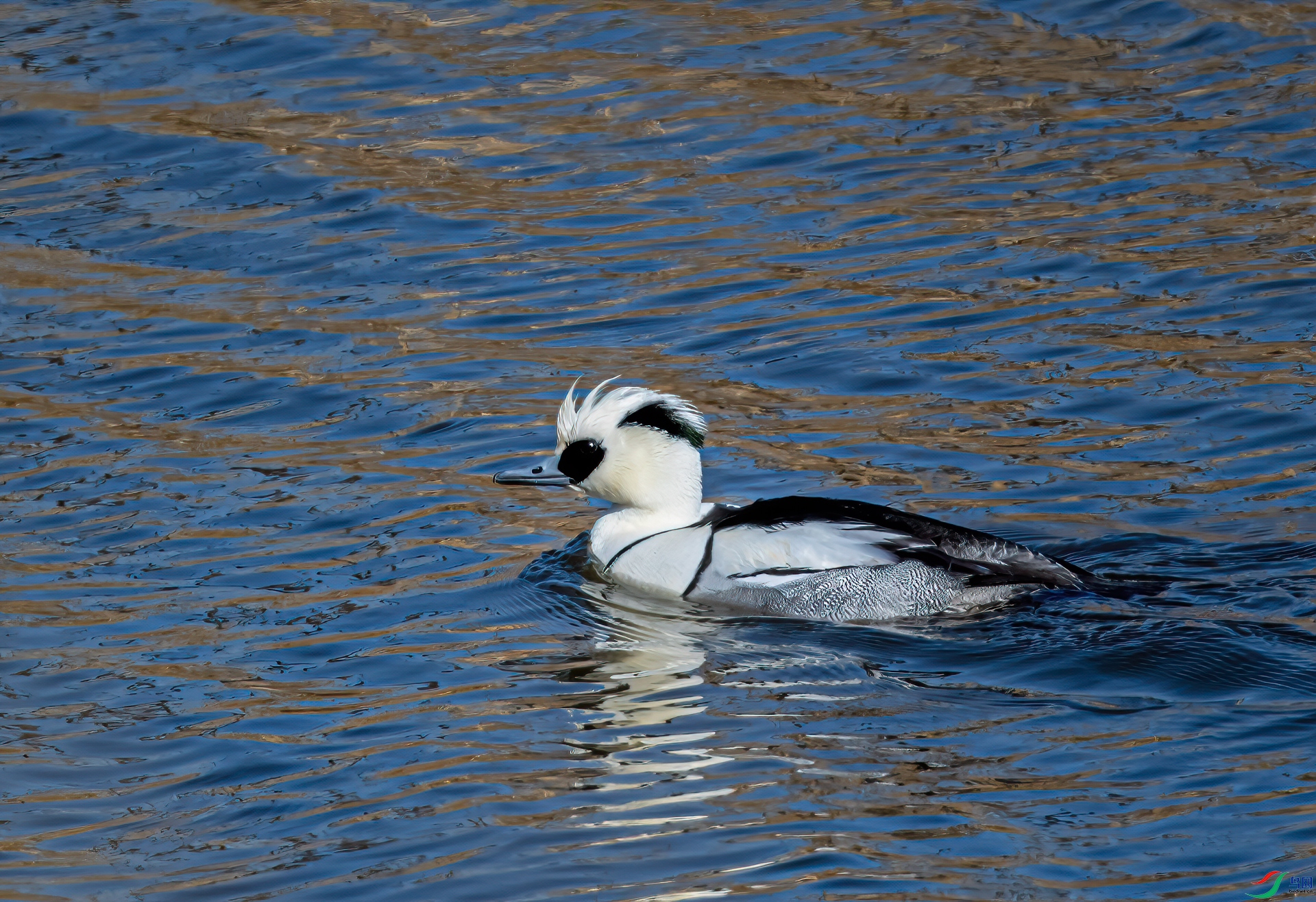 DSC_1321-11.jpg