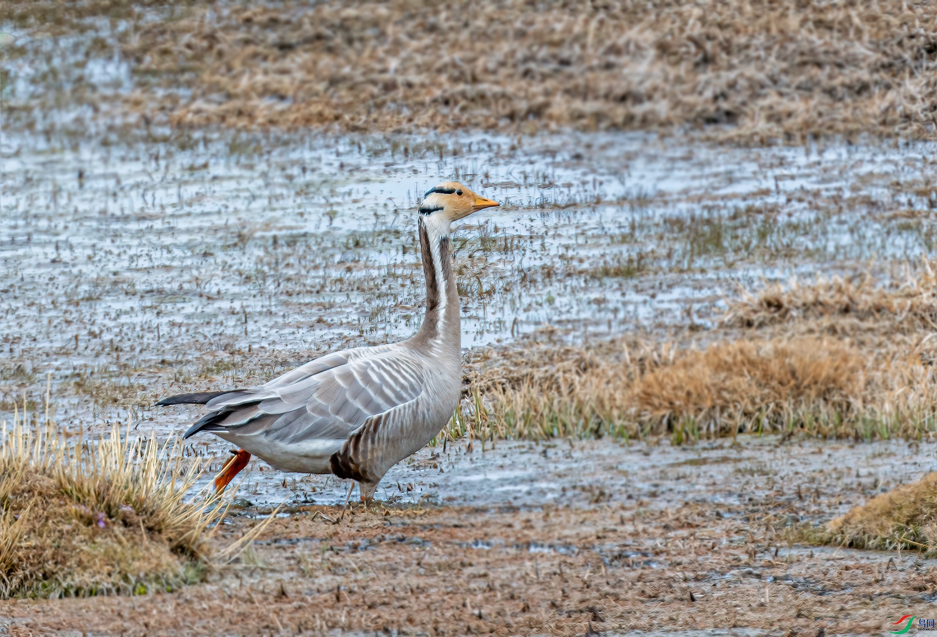 DSC_9219-11.jpg