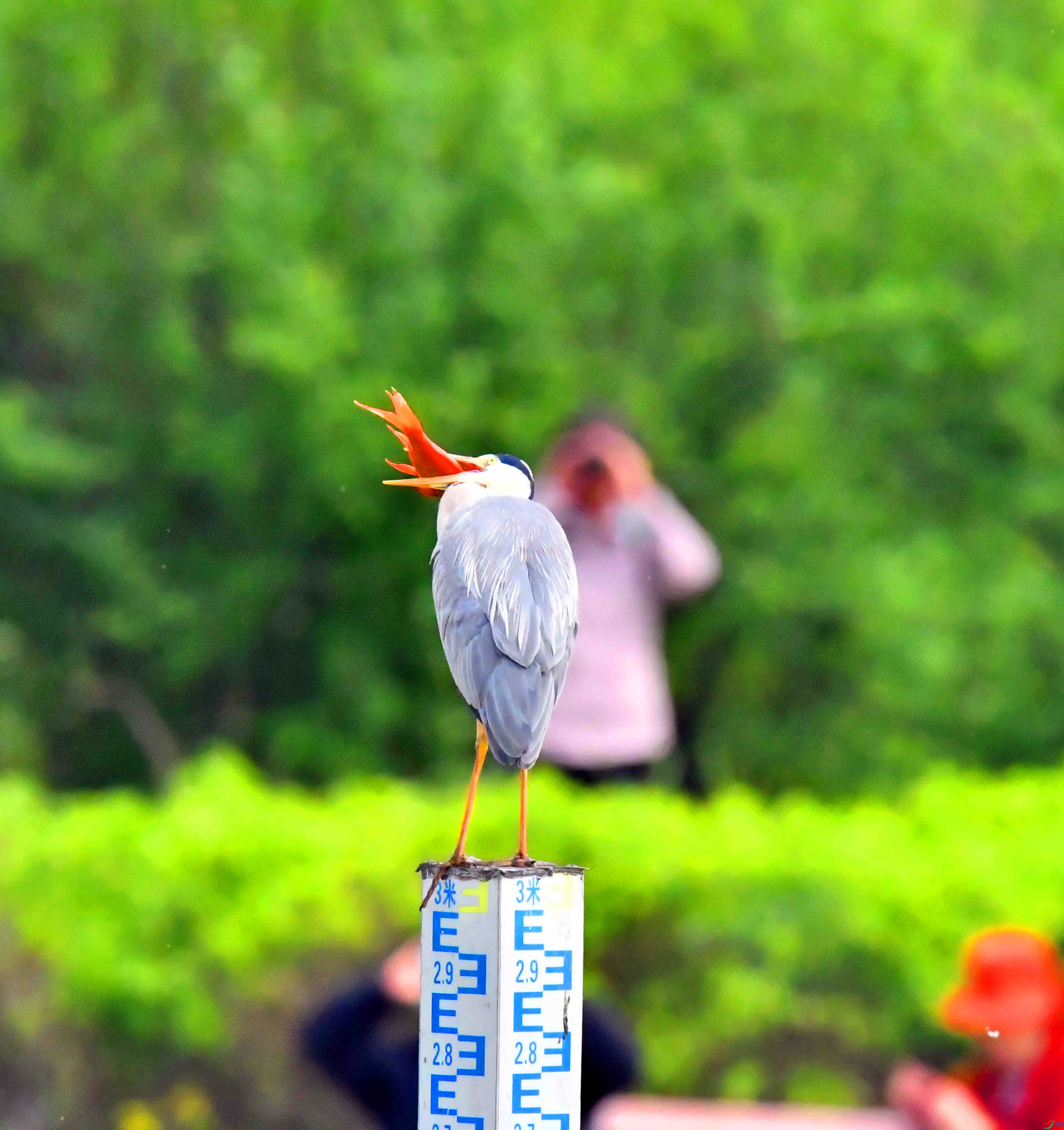 DSC_1674.JPG