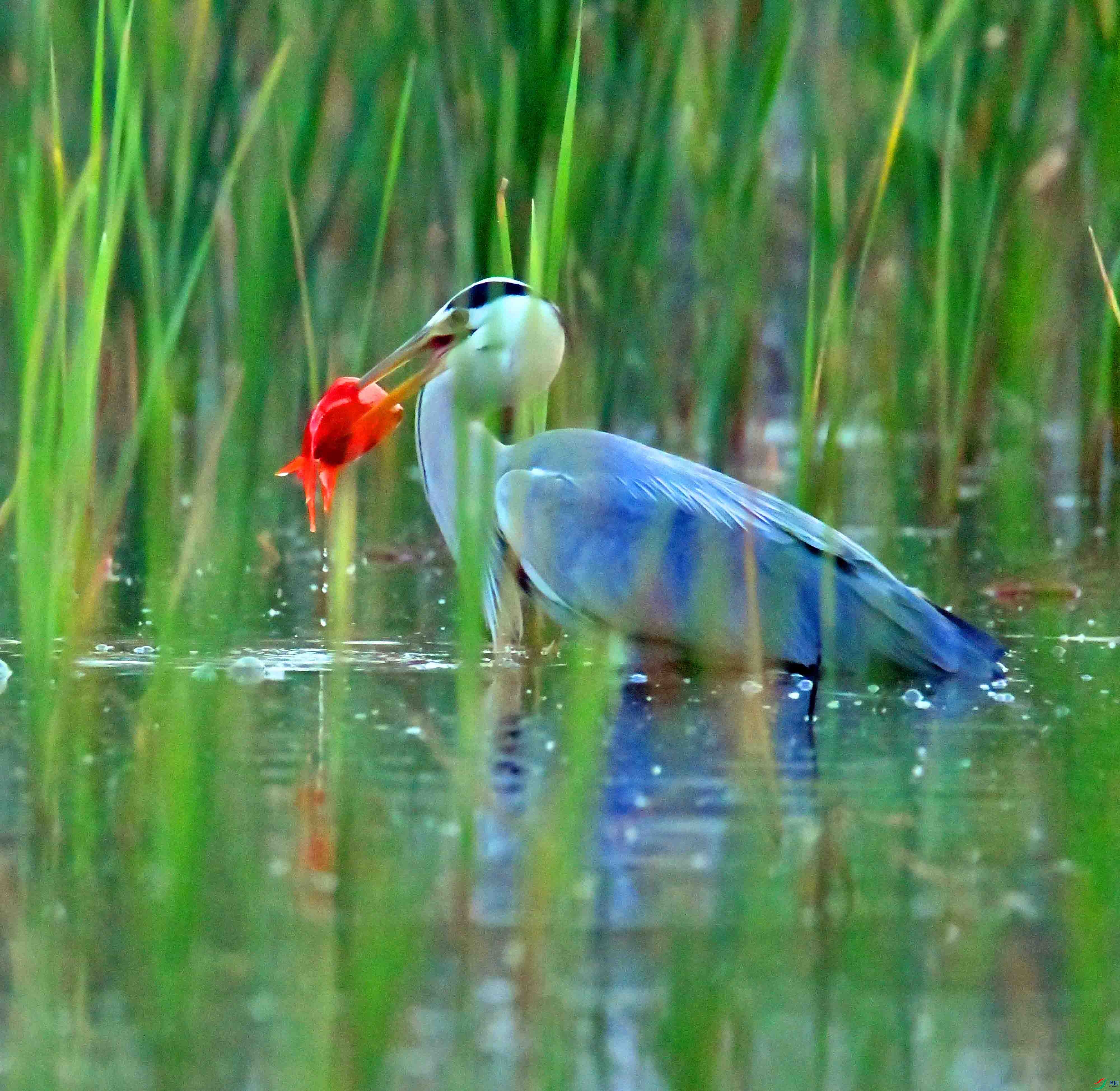 DSC_9975.JPG