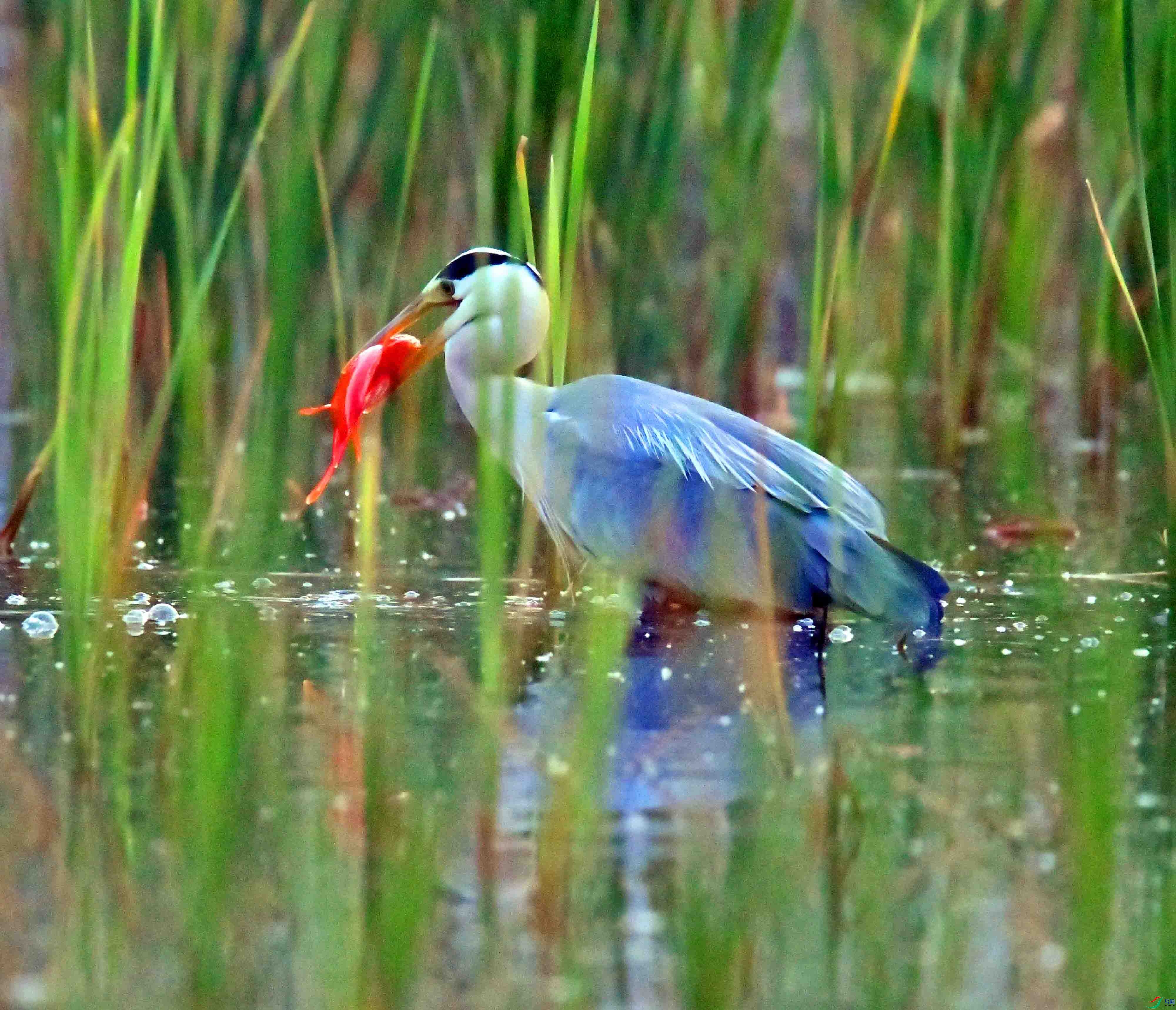 DSC_9985.JPG