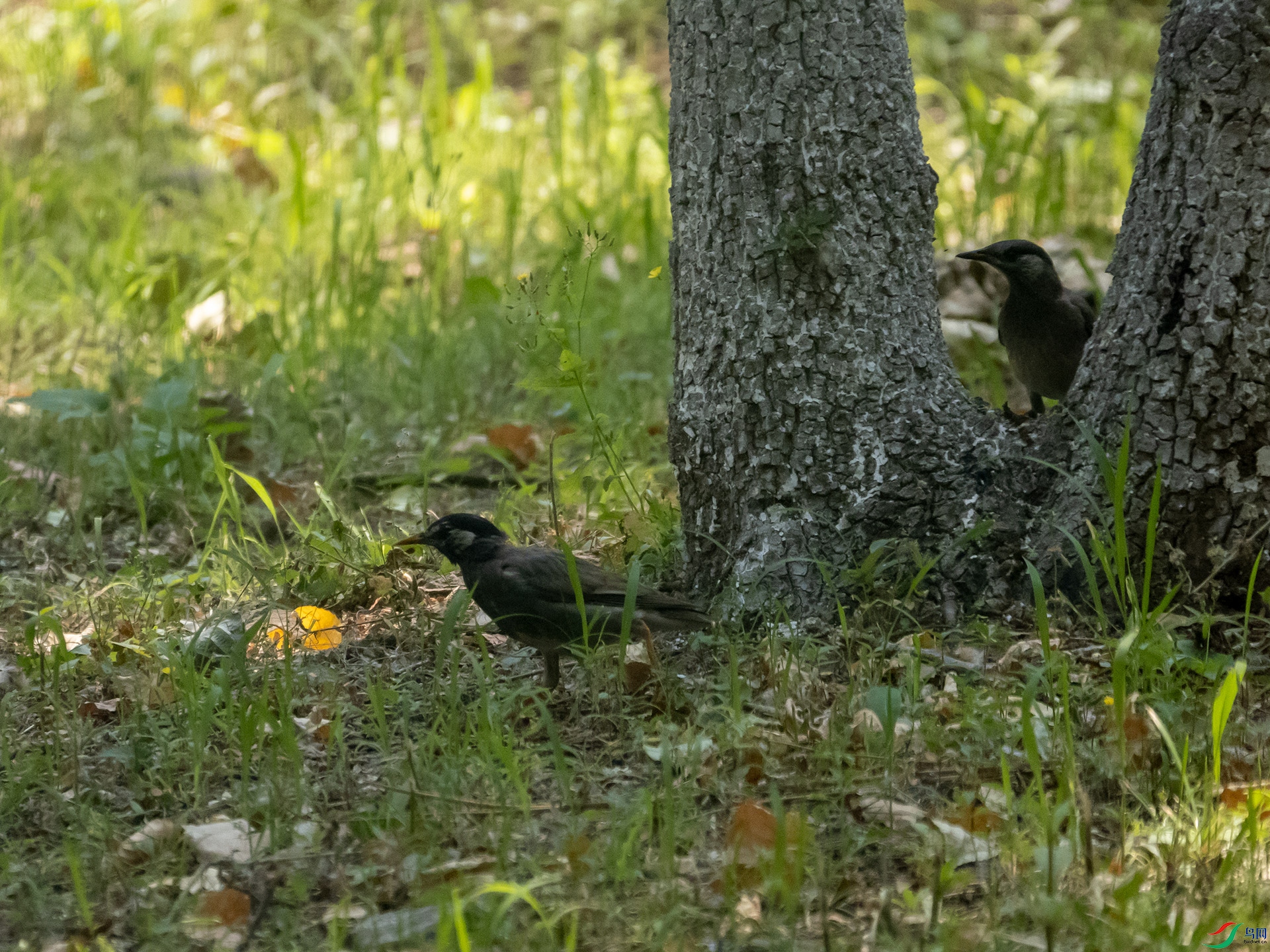 P6132644.jpg