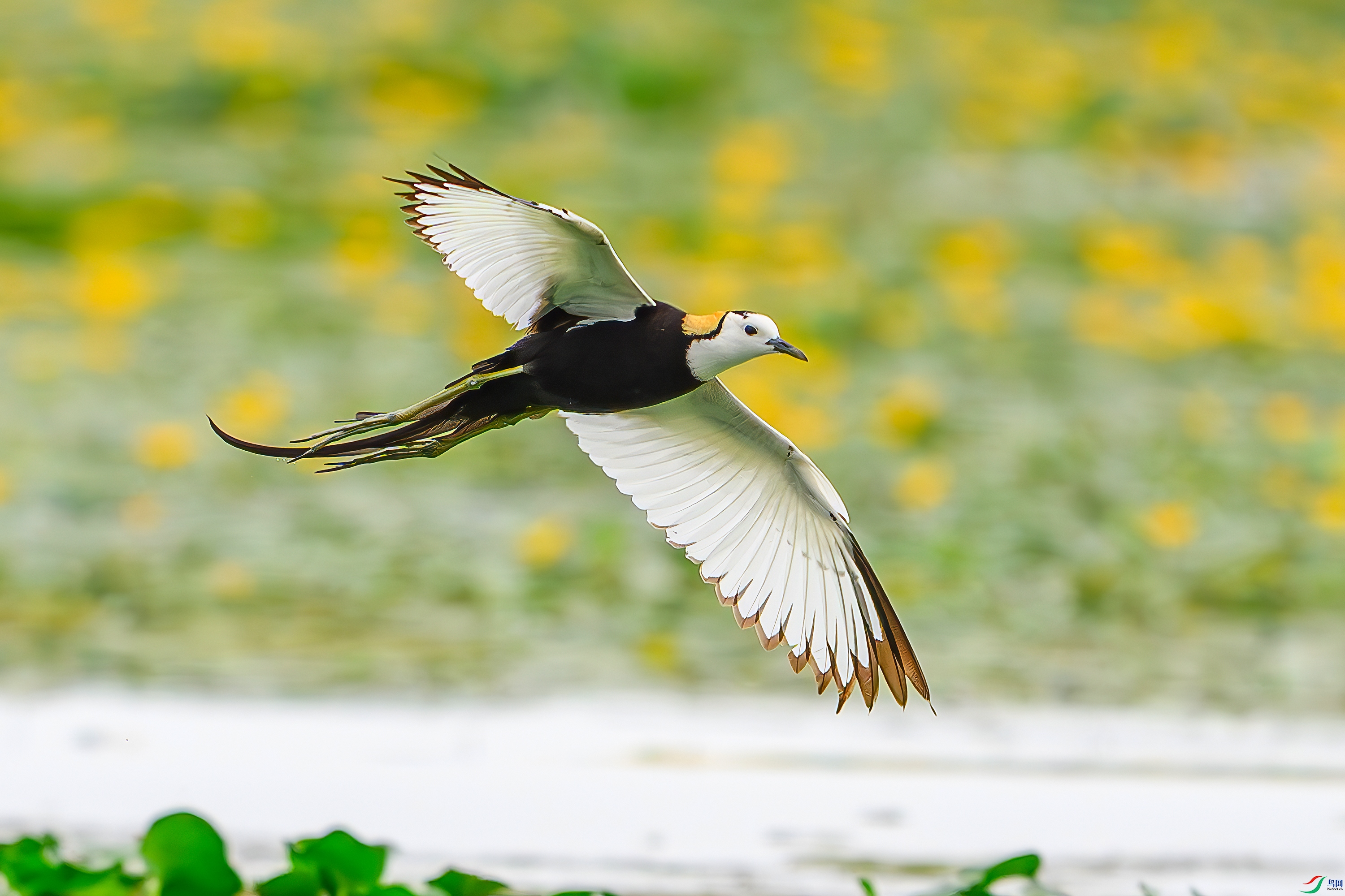 DSC_1839AB.jpg