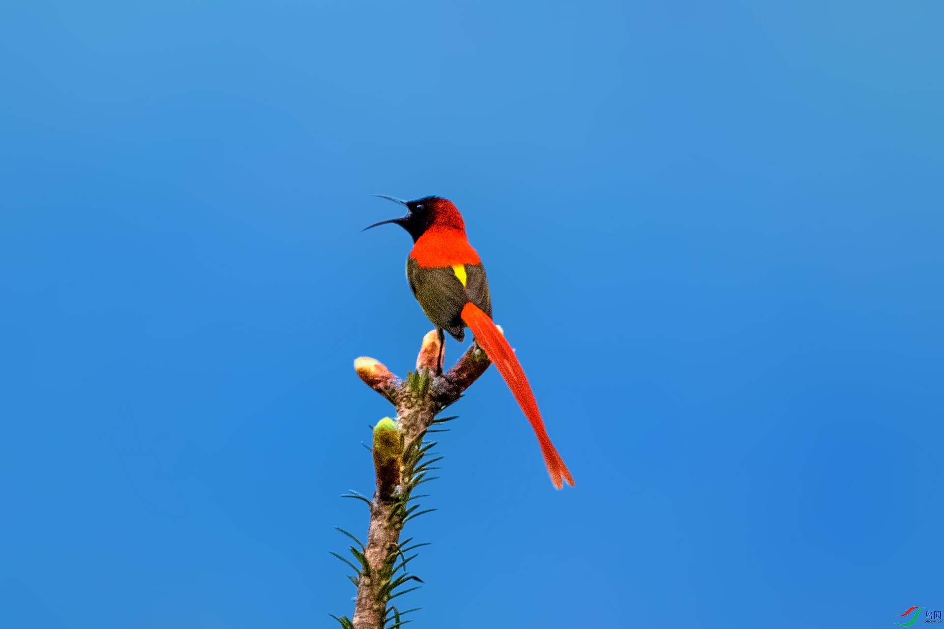 _AUU4447 ��β̫����(25.6.12).jpg
