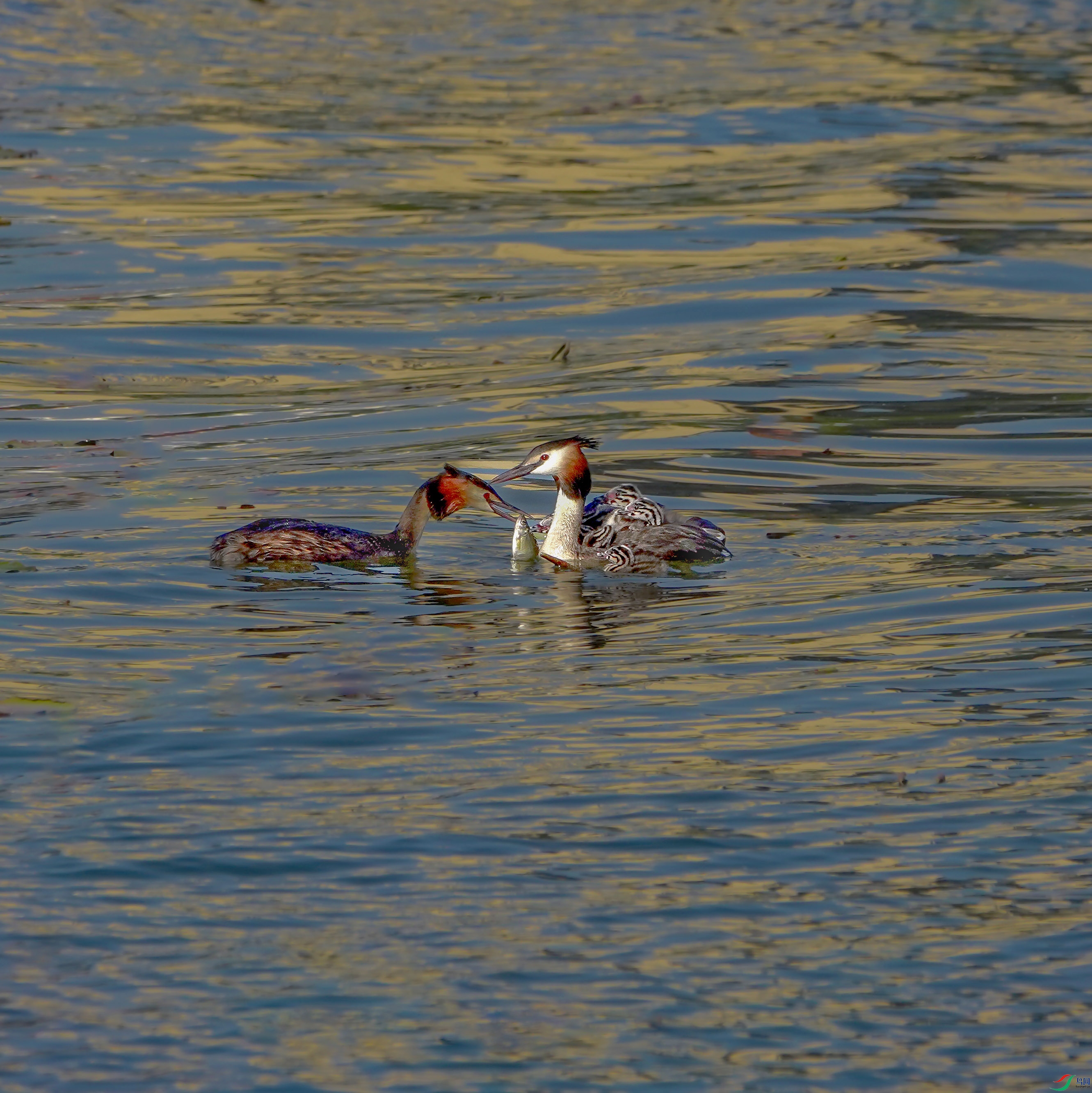 DSC08002.JPG