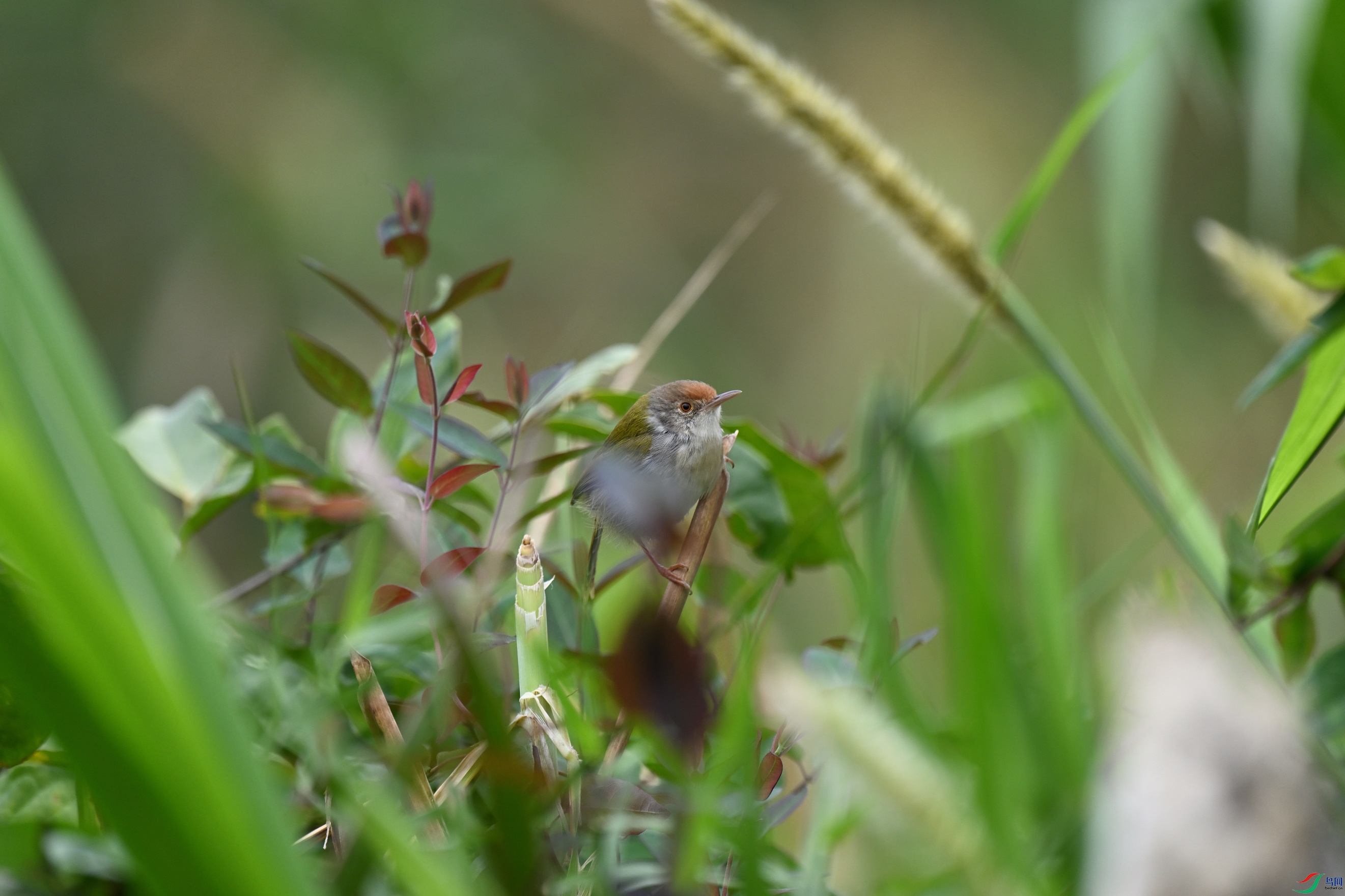 DSC_9071_����.jpg