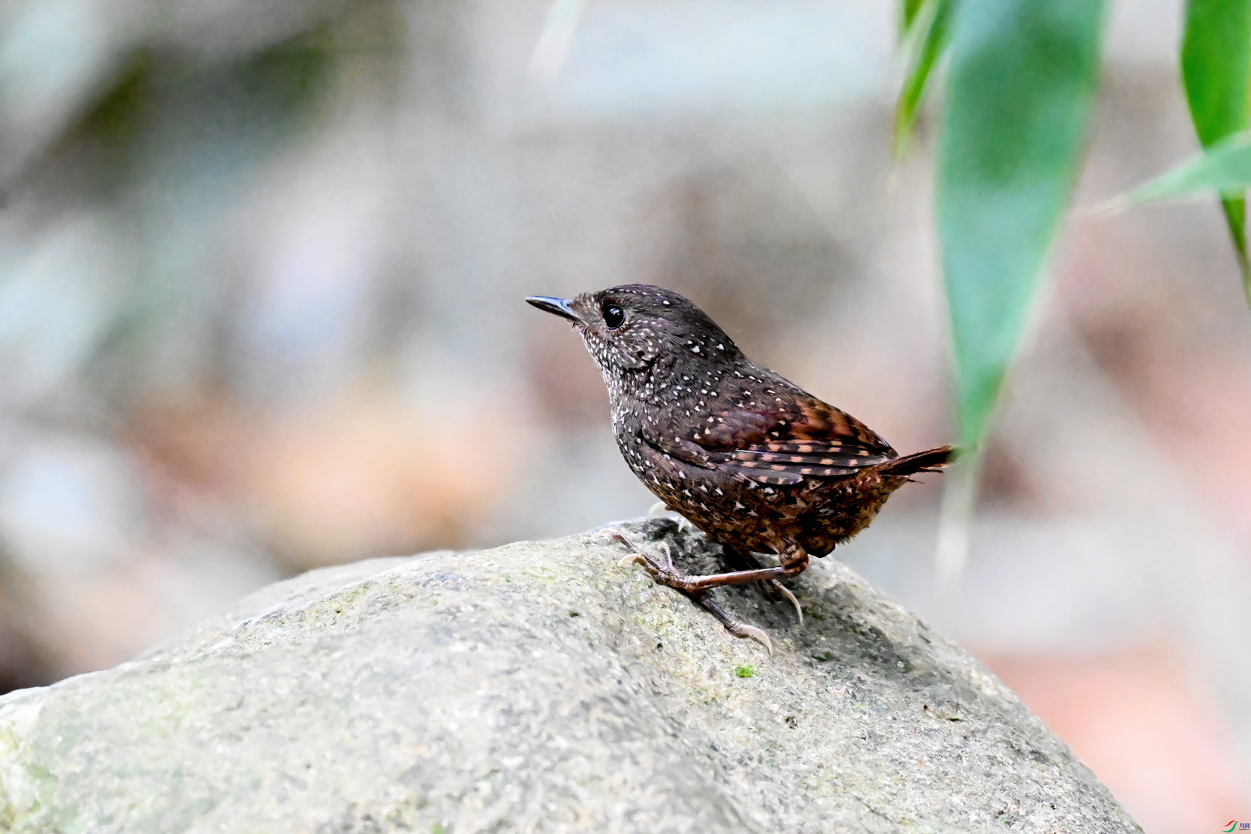 DSC_9443.JPG