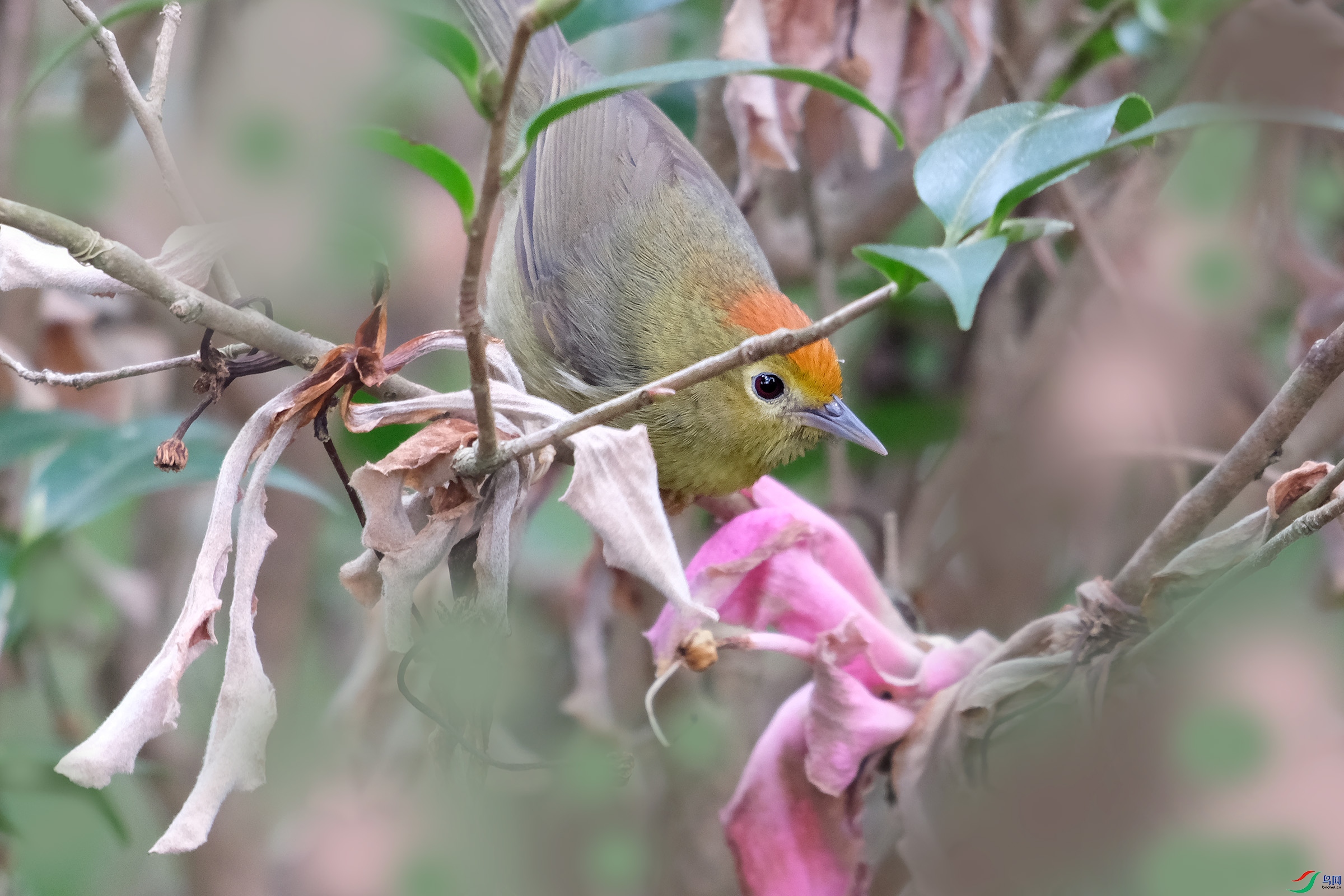 DSCF1429��ͷ����.jpg