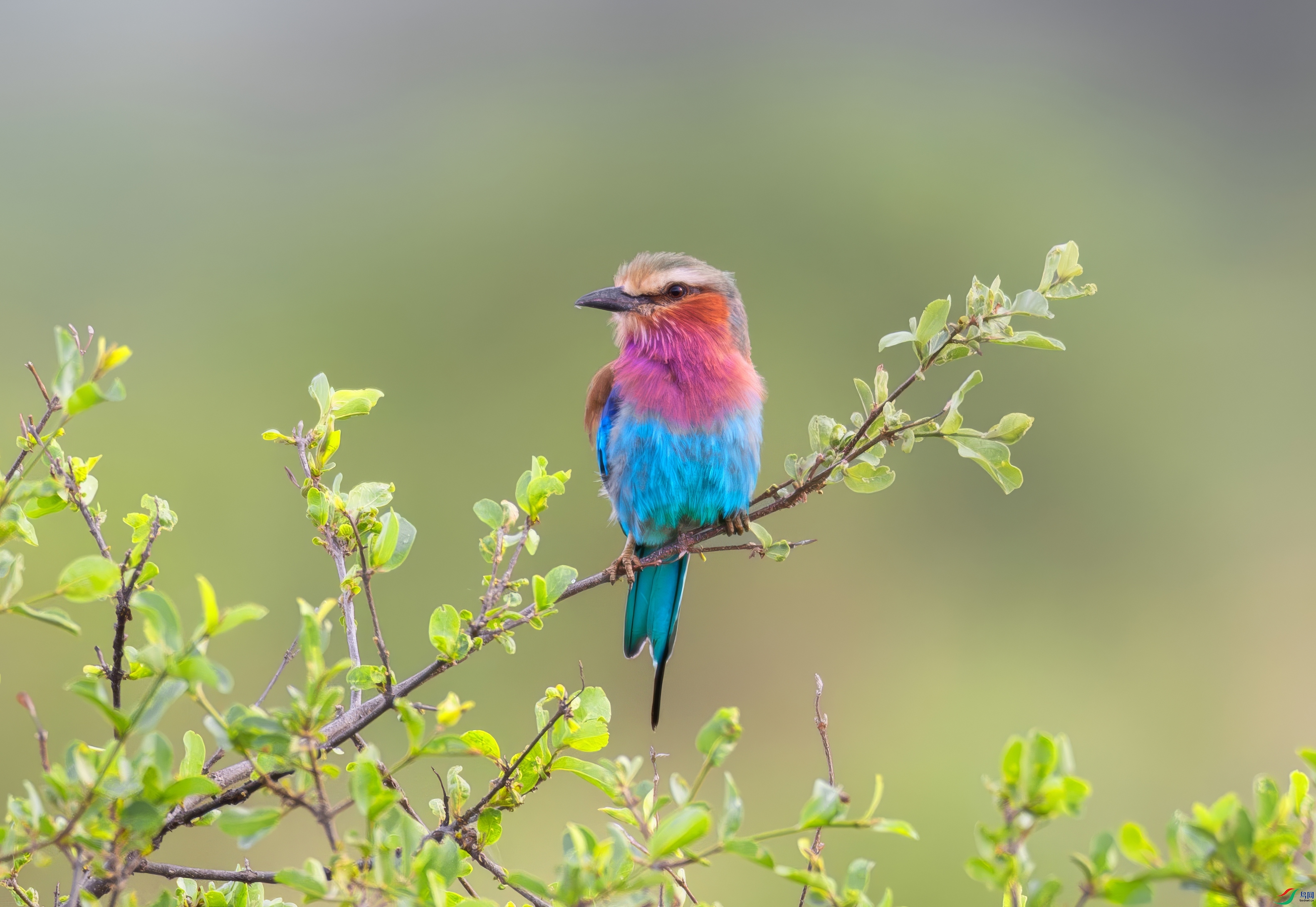 _X0A7783-topaz-upscale-2x.jpeg