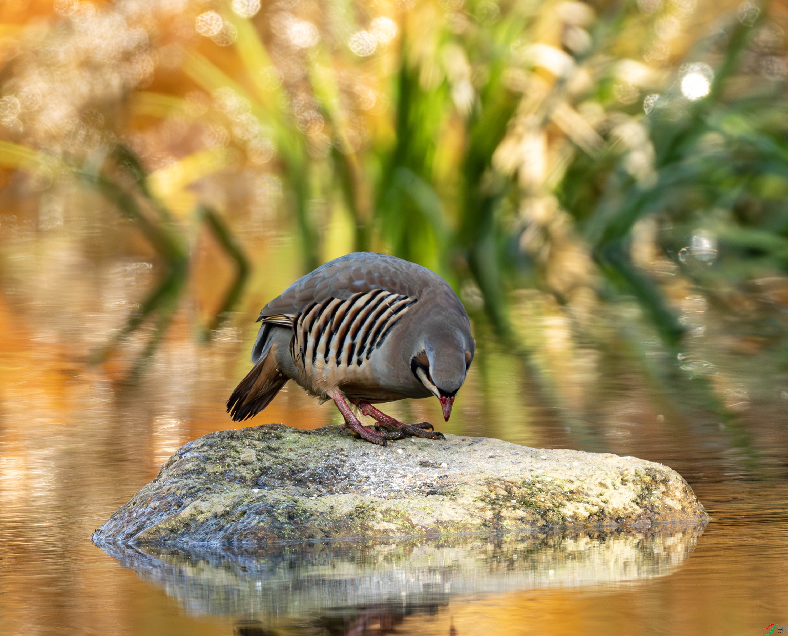 ʯ��-02-8.jpg