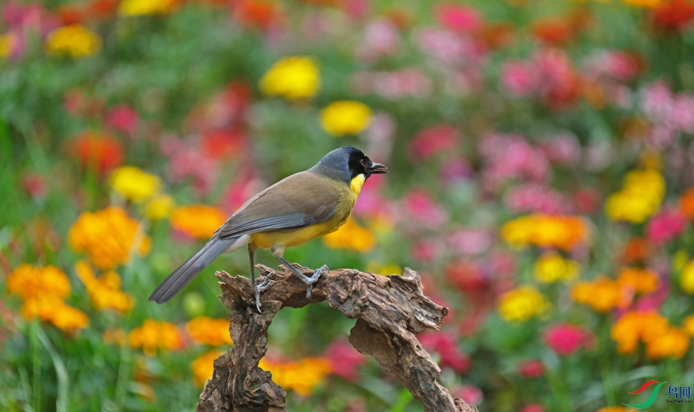DSCF9451.1.jpg