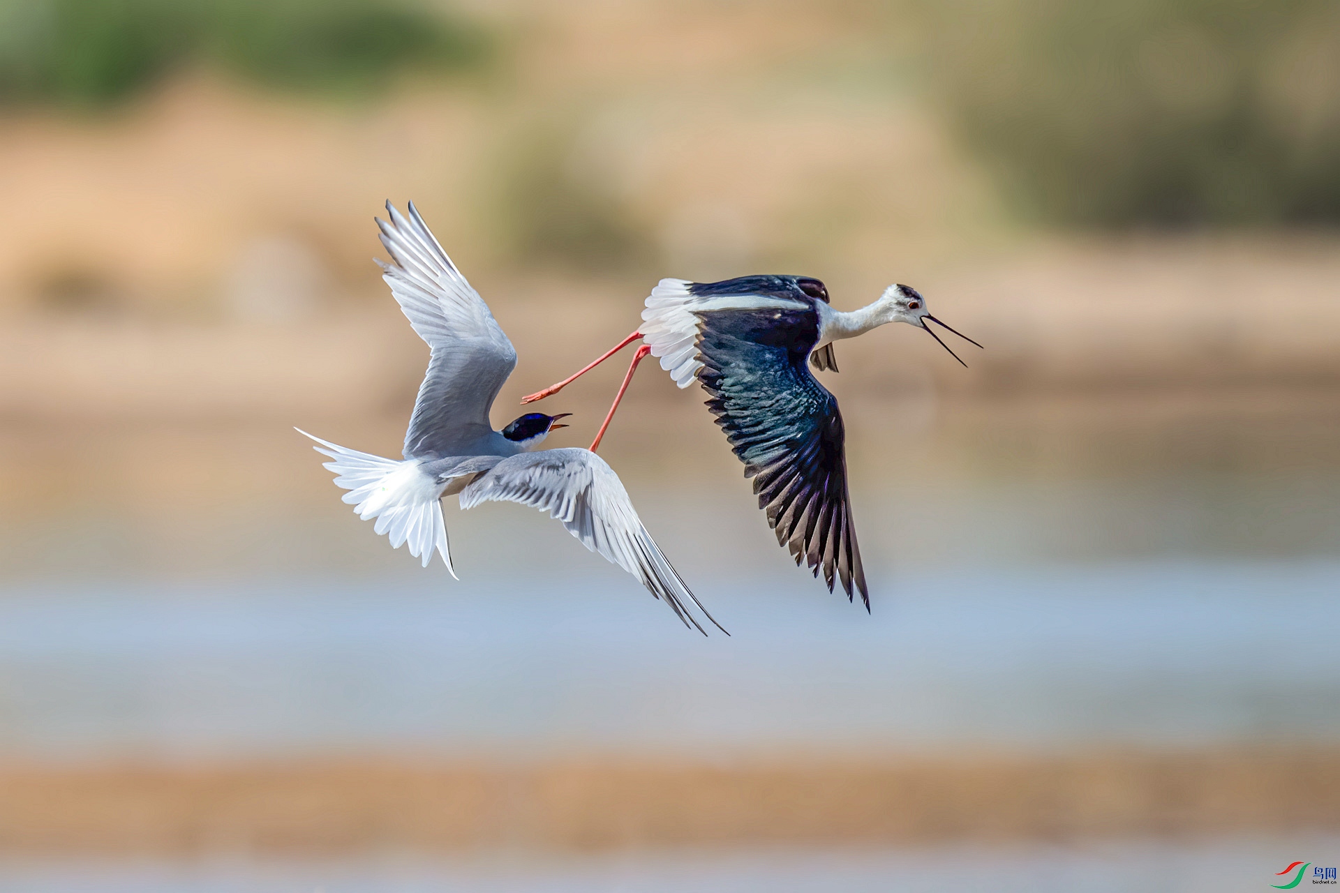 DSC_5333_����v.jpg