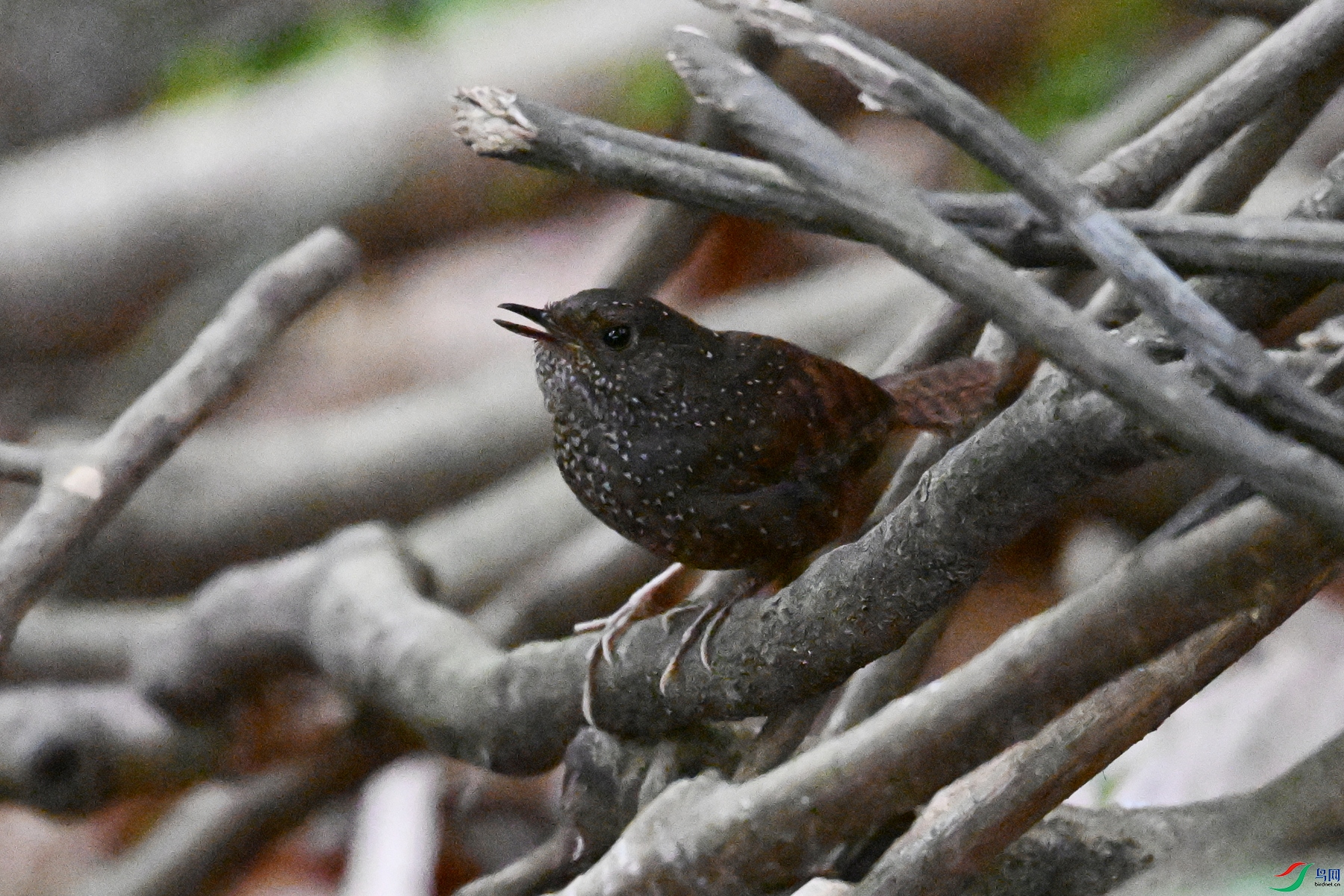 DSC_9224.JPG