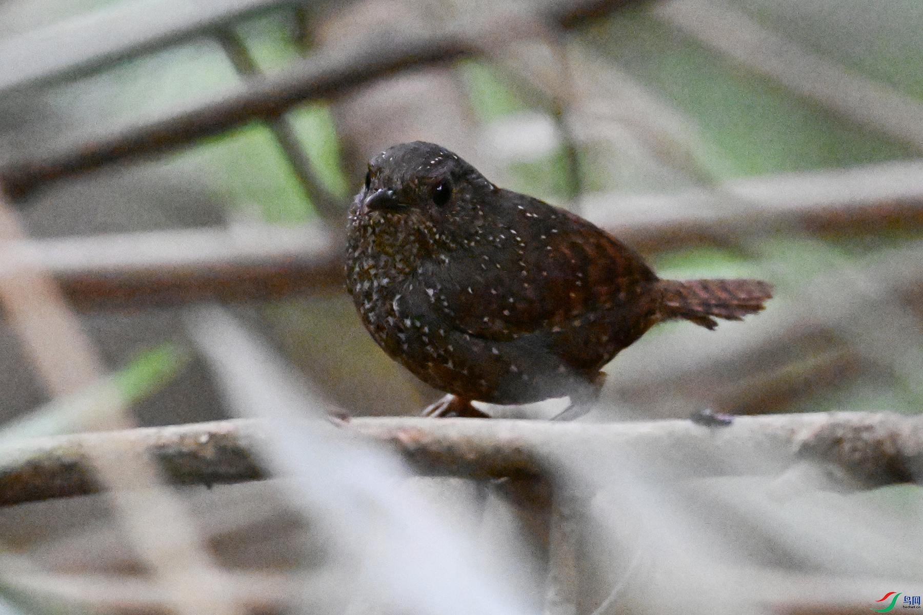 DSC_9268.JPG