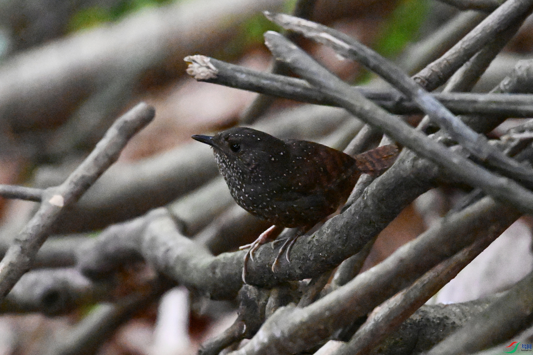 DSC_9226.JPG