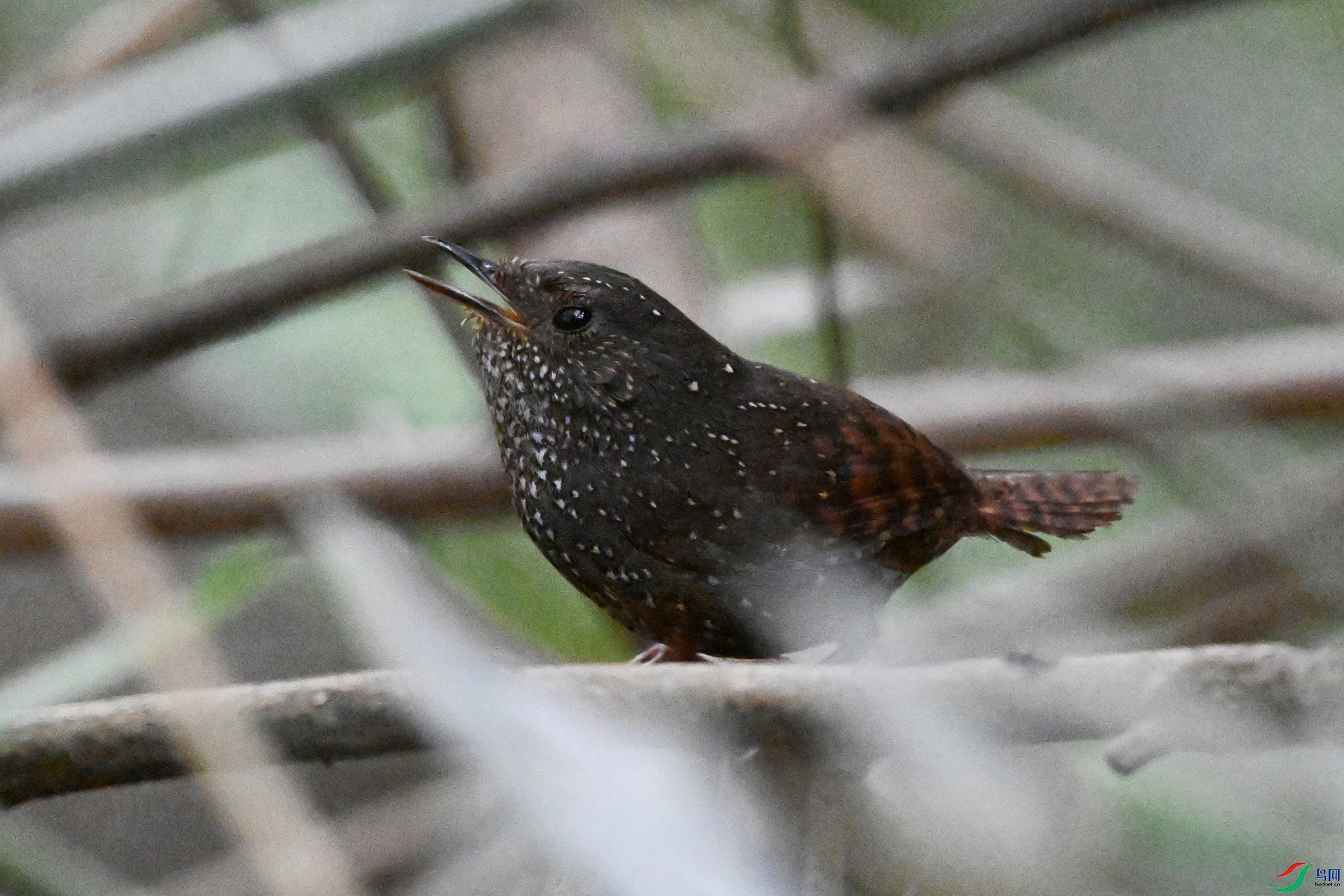 DSC_9259.JPG
