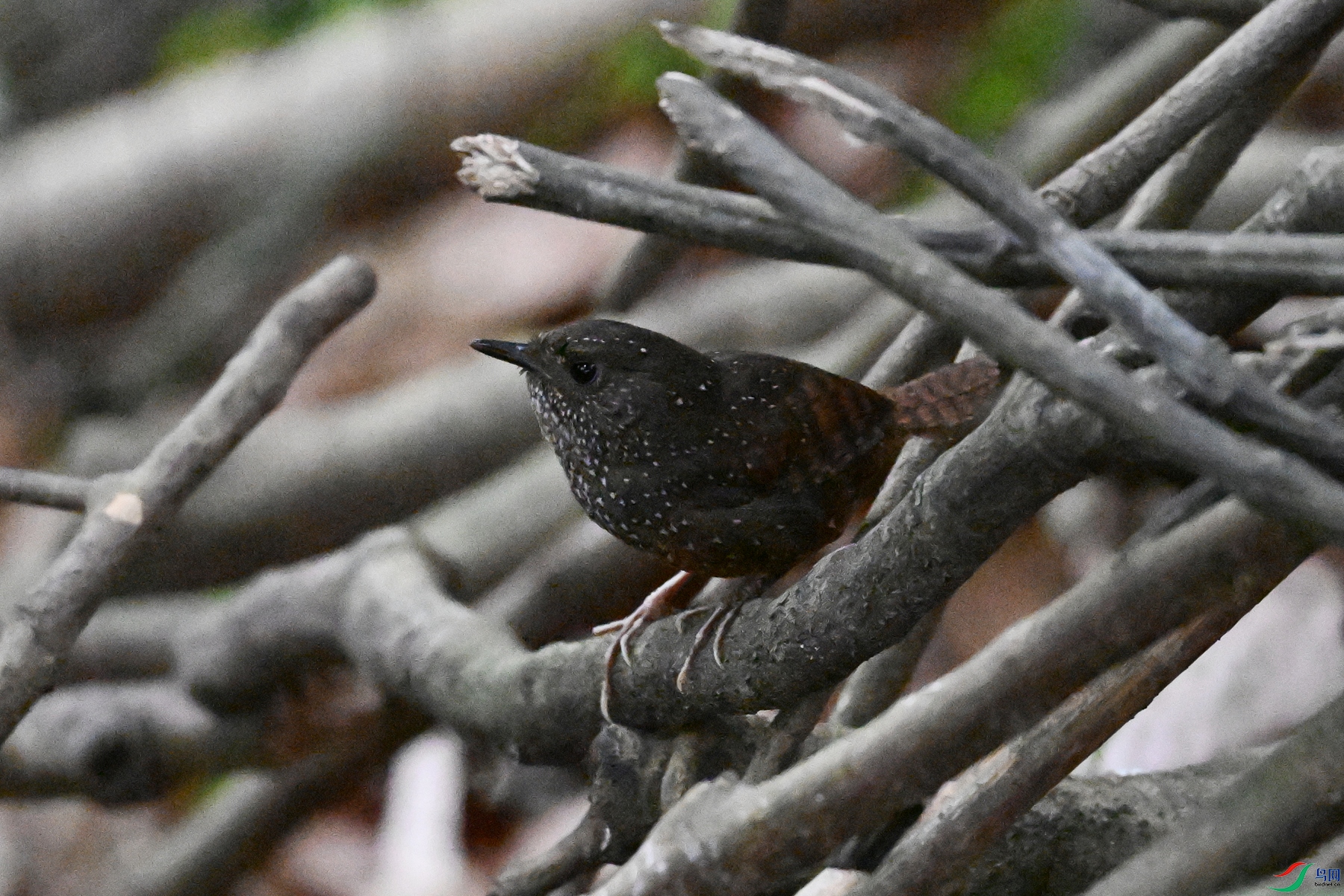 DSC_9228.JPG