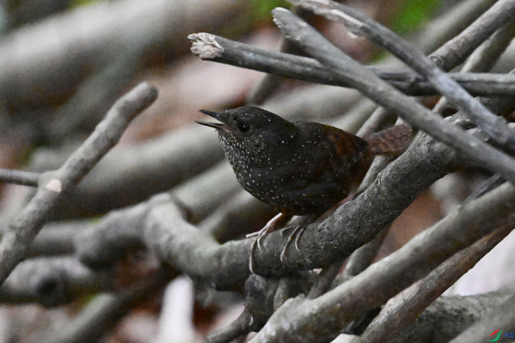 DSC_9230.JPG