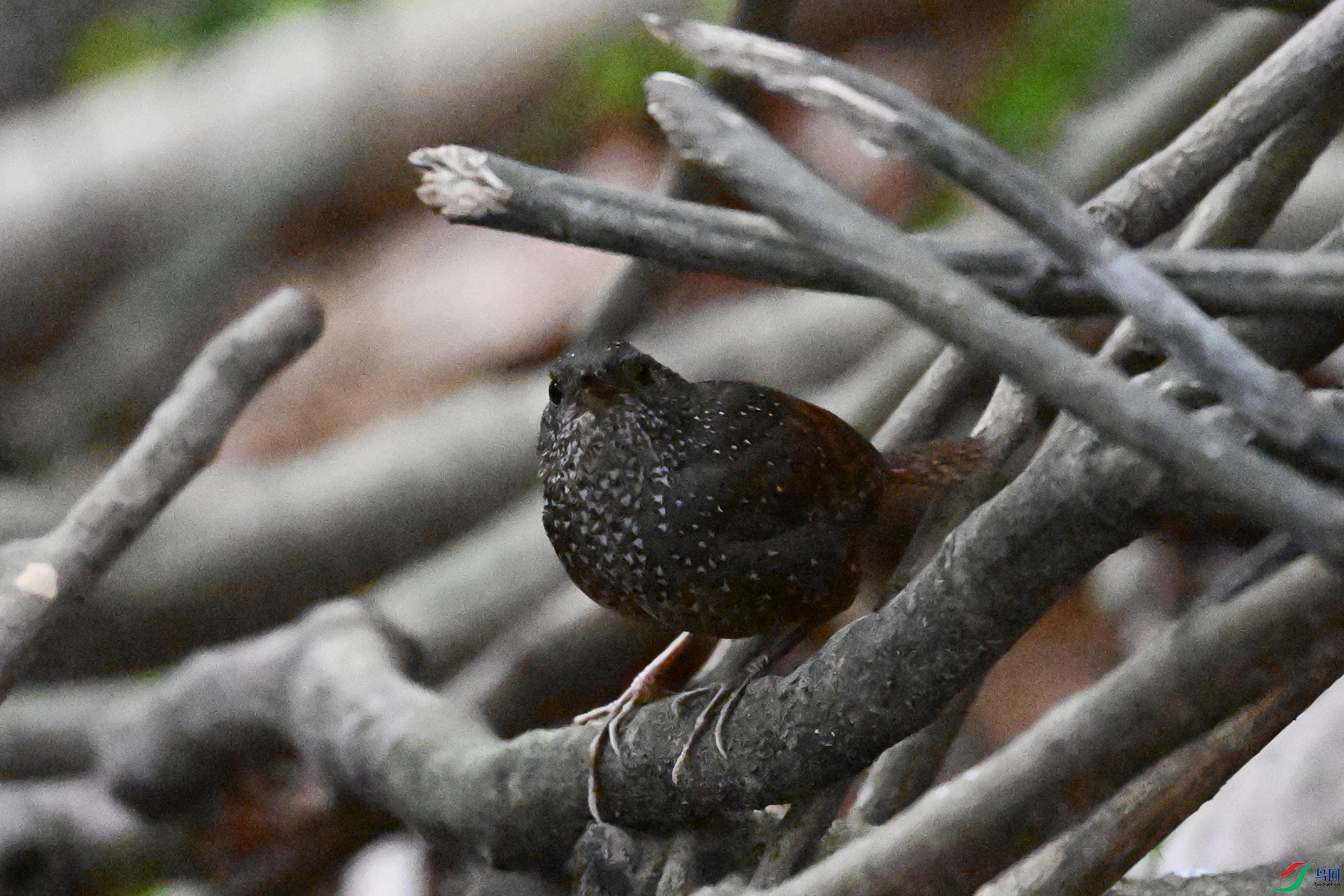 DSC_9249.JPG