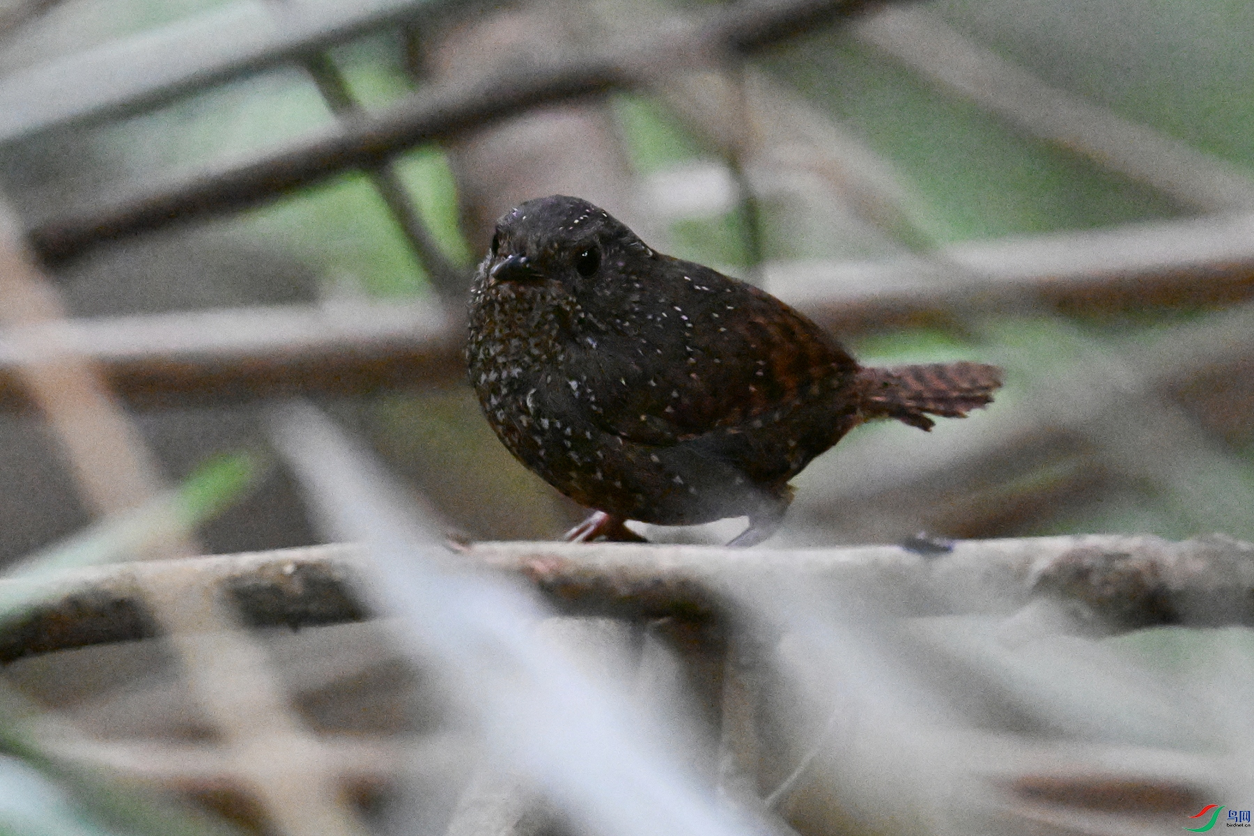 DSC_9267.JPG