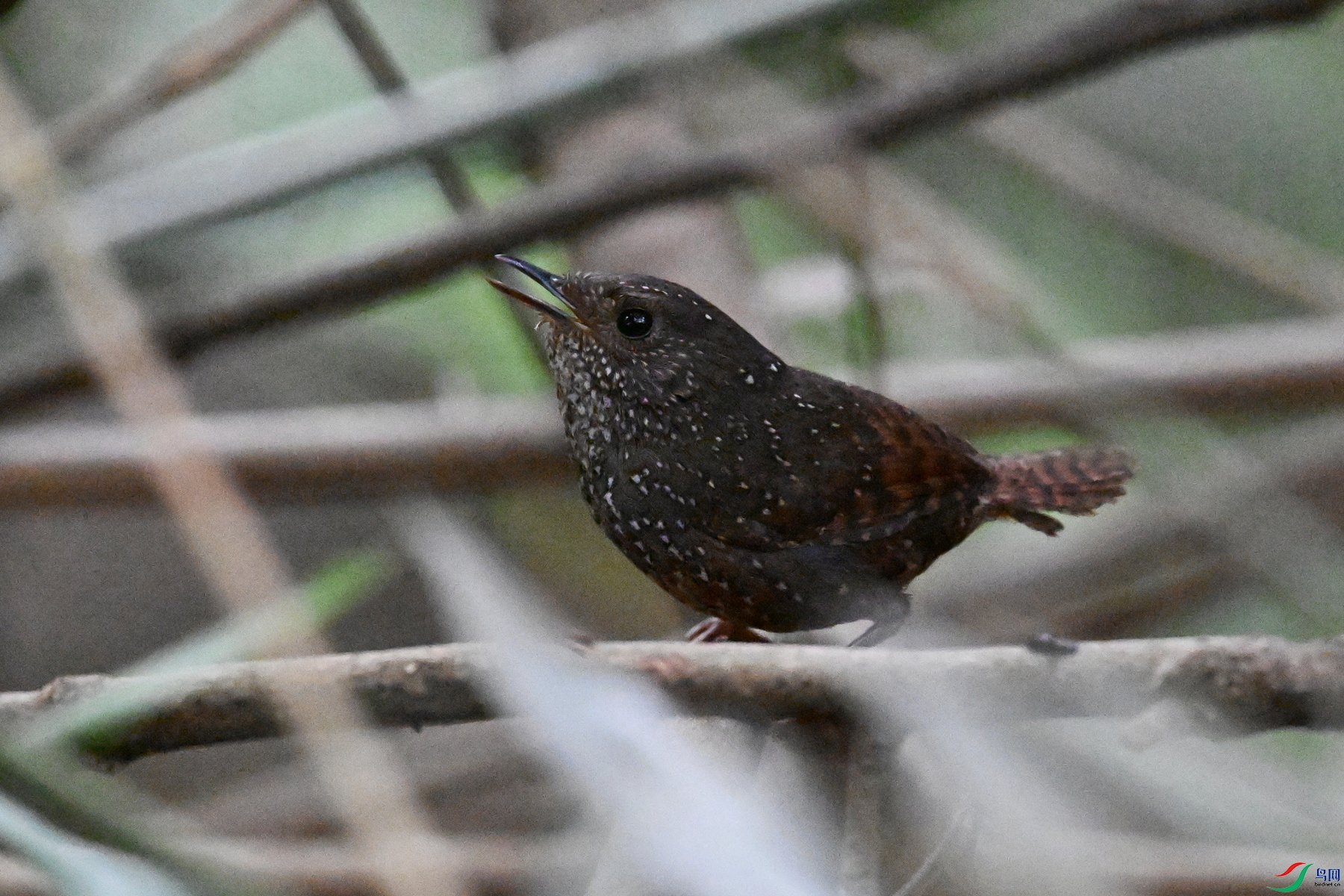 DSC_9272.JPG