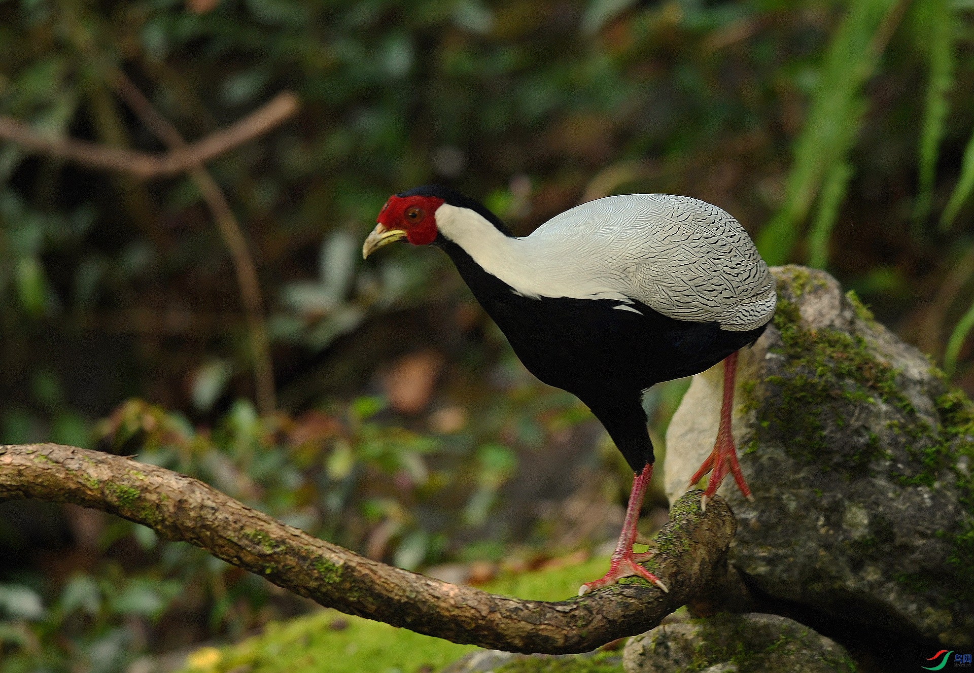 DSC_2894.jpg