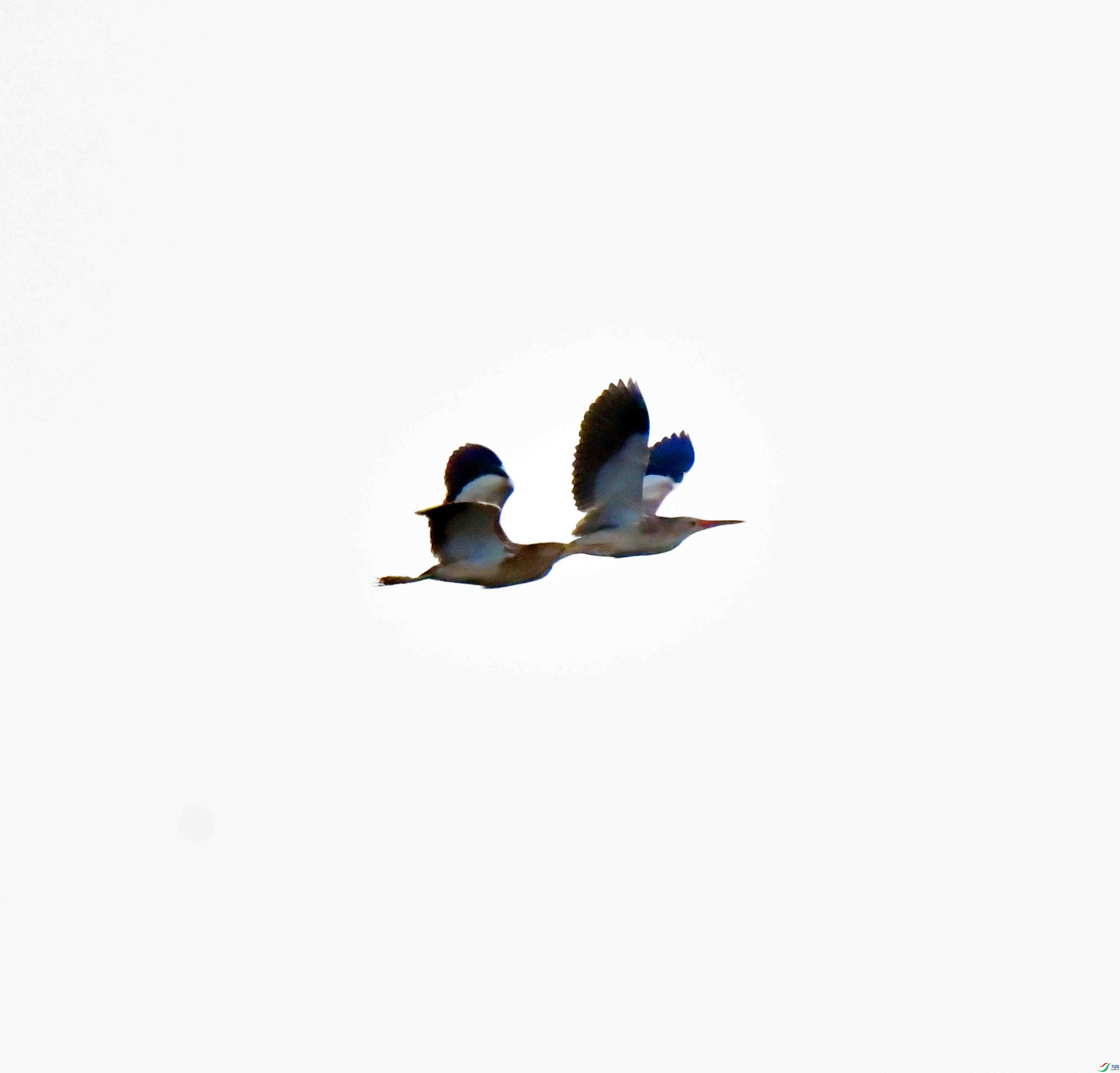 DSC_6513.JPG