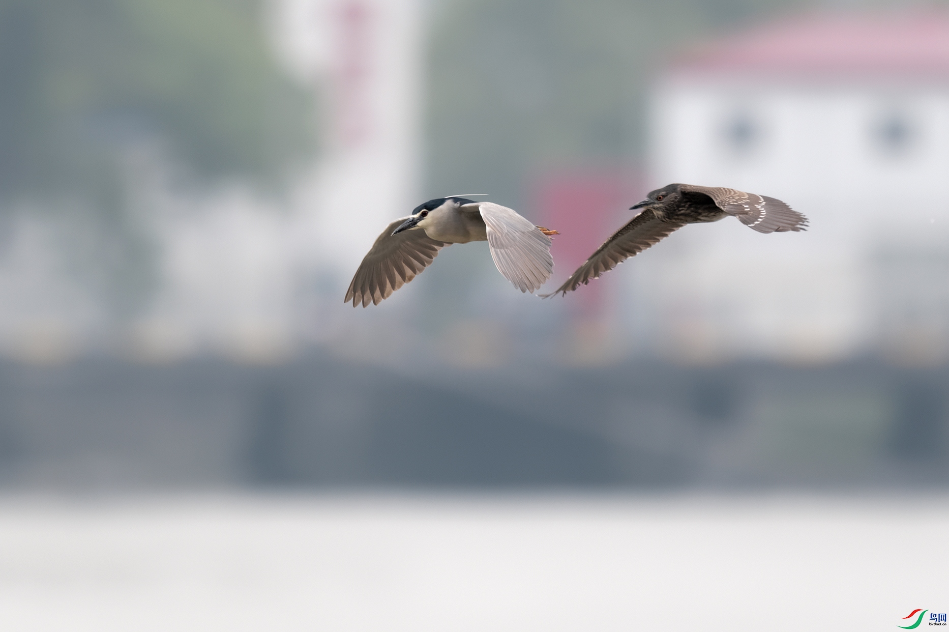 1DSC_9456_DxOa.jpg