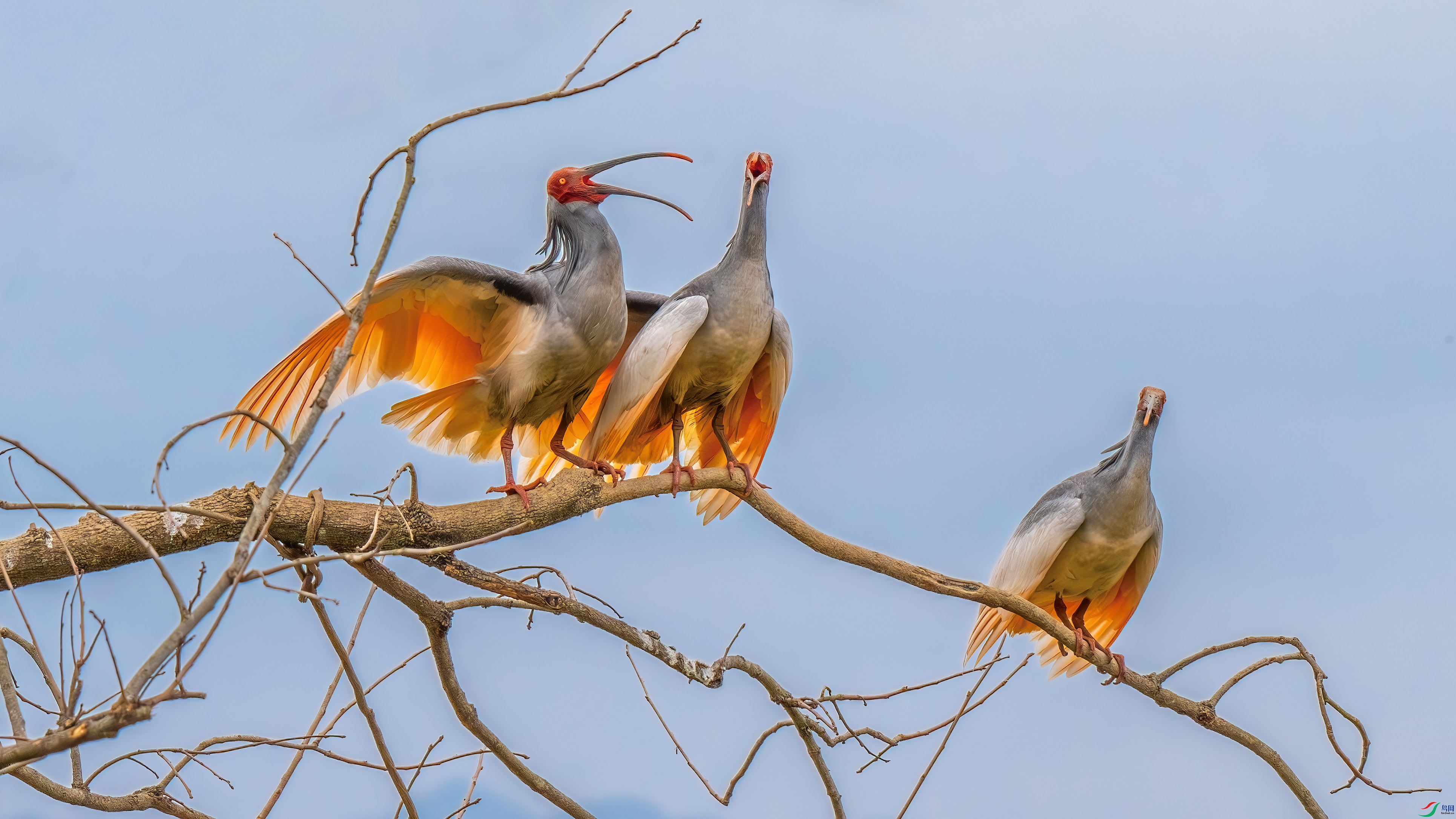 DSC_3811-����ǿ-NR.jpg