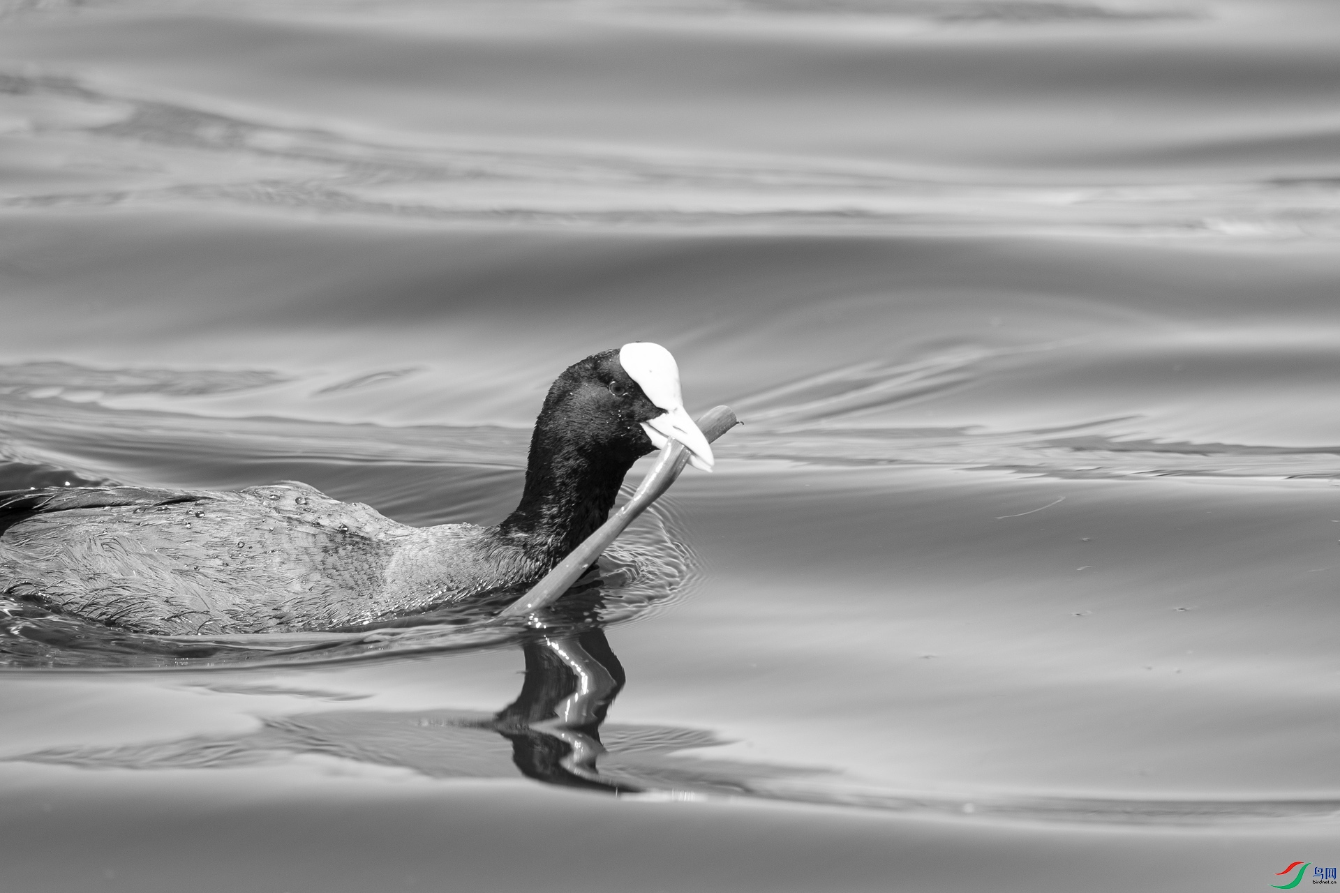 _DSC93570.jpg