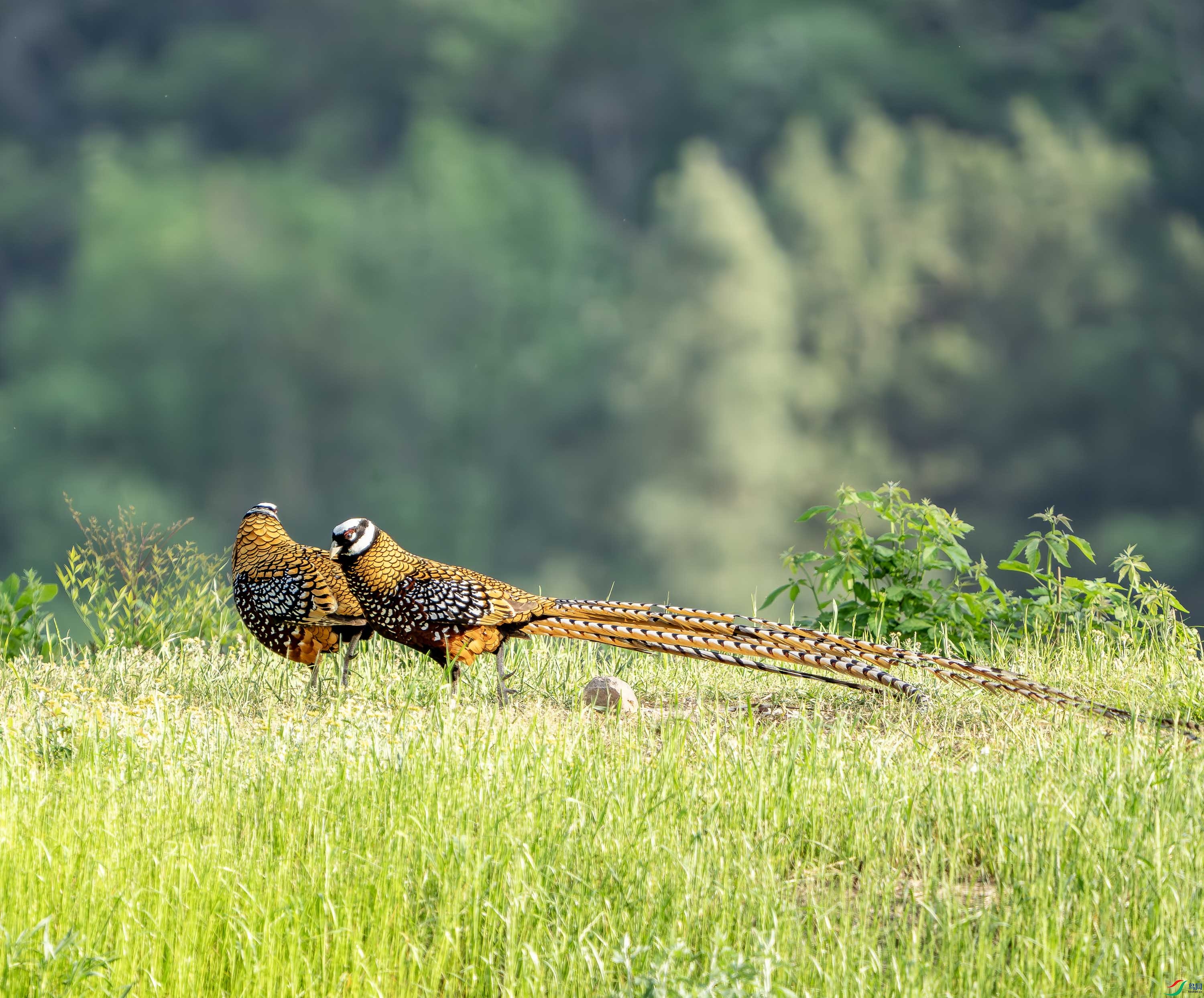 �׹ڳ�β��-29.jpg
